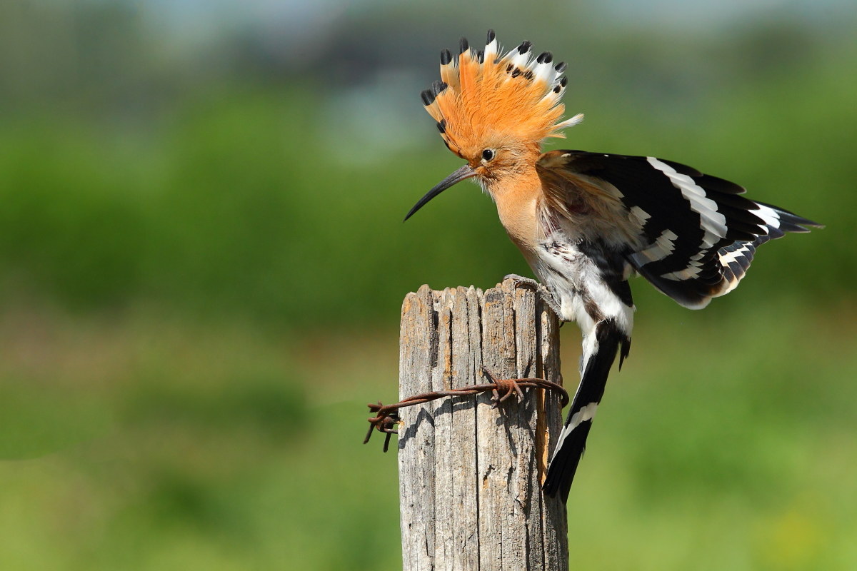 Hoopoe