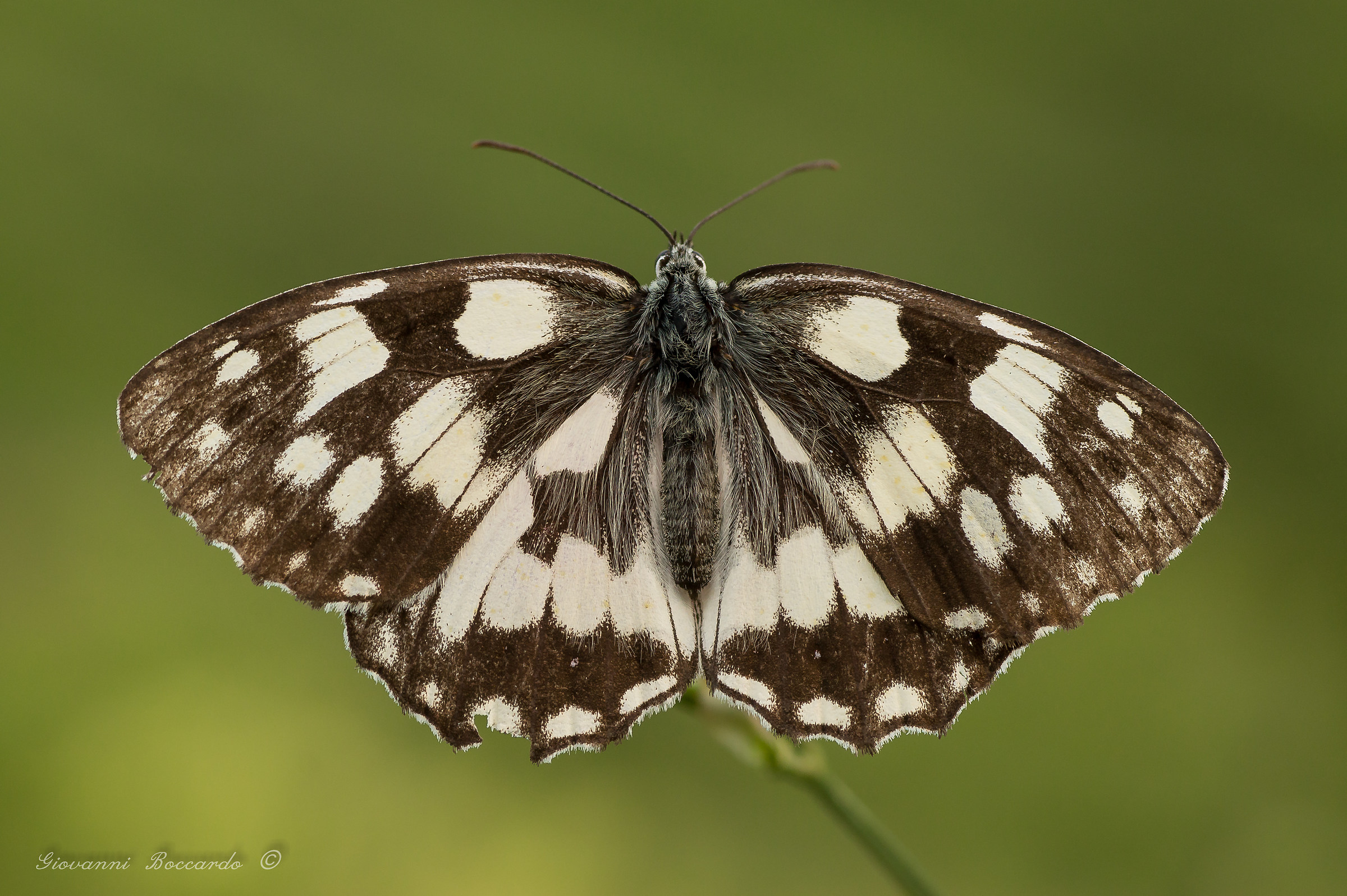 a little bruised ...