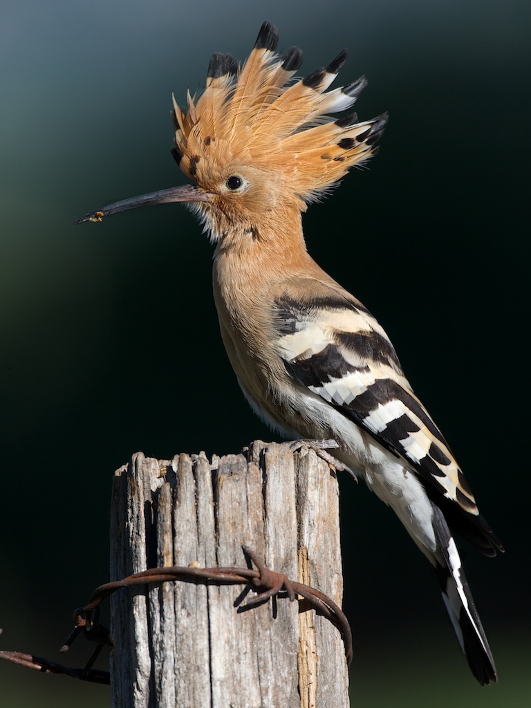 hoopoe