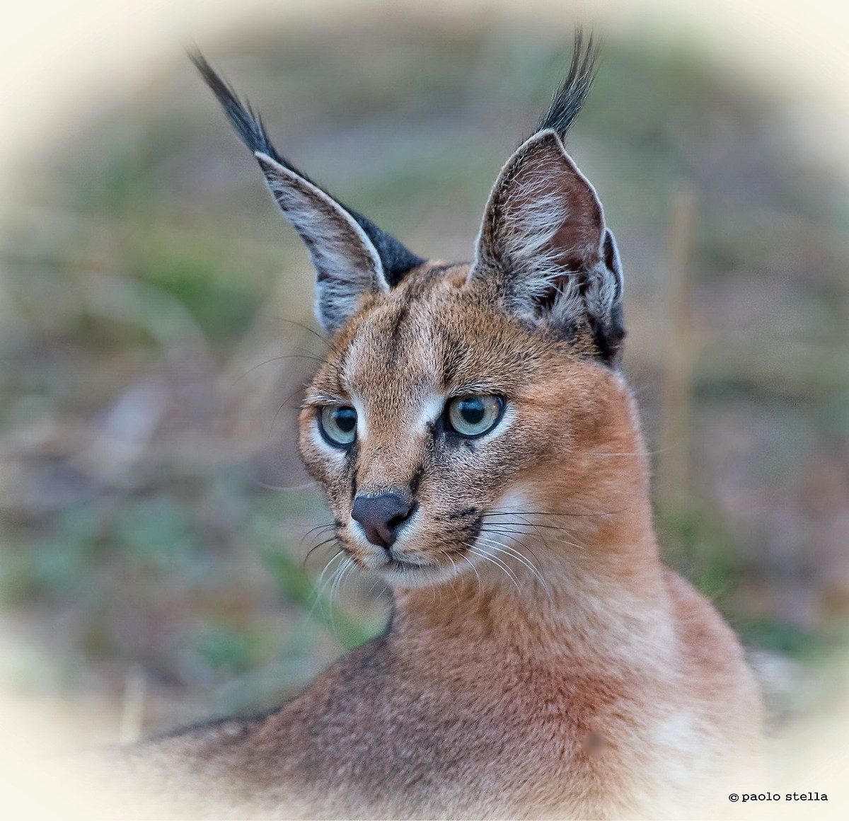 caracal portrait