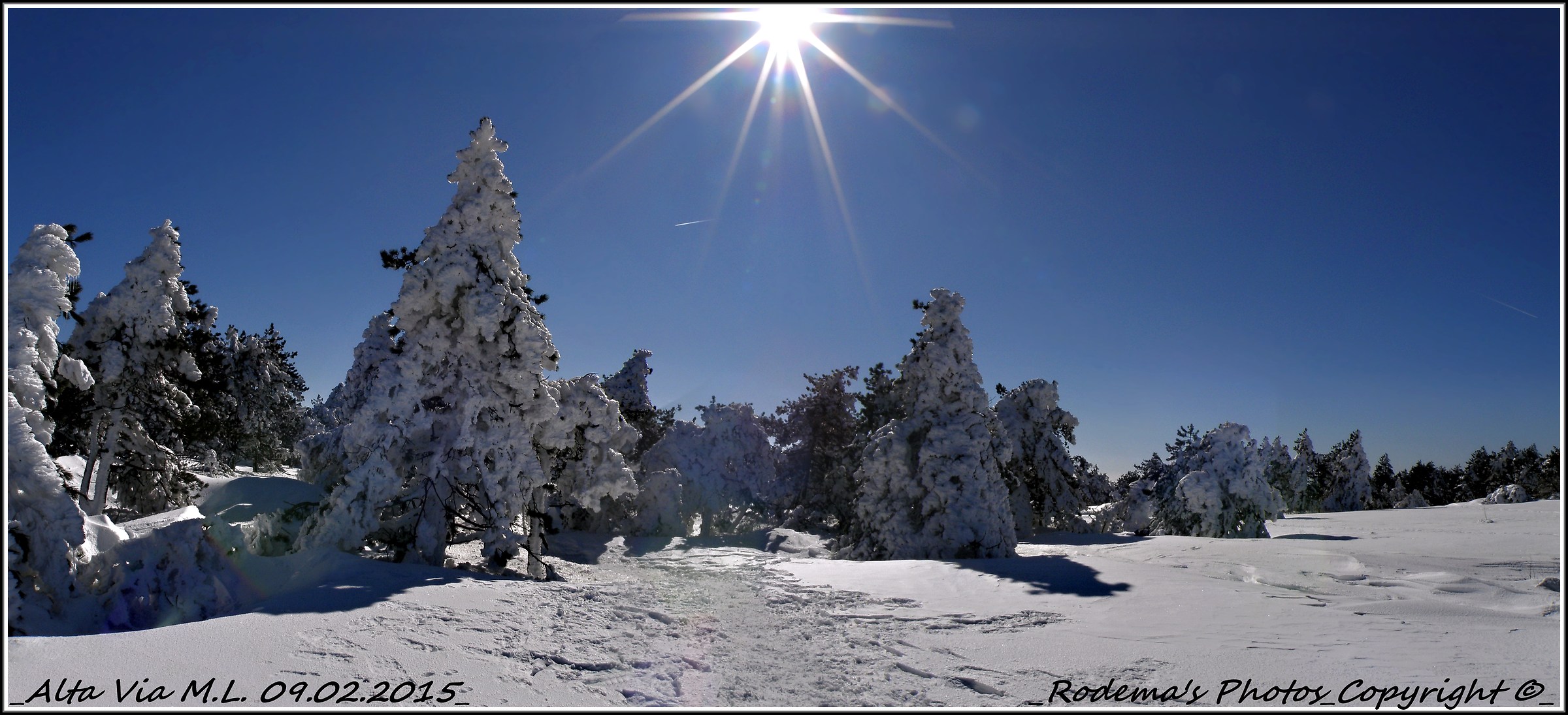 the enchantment of the forest