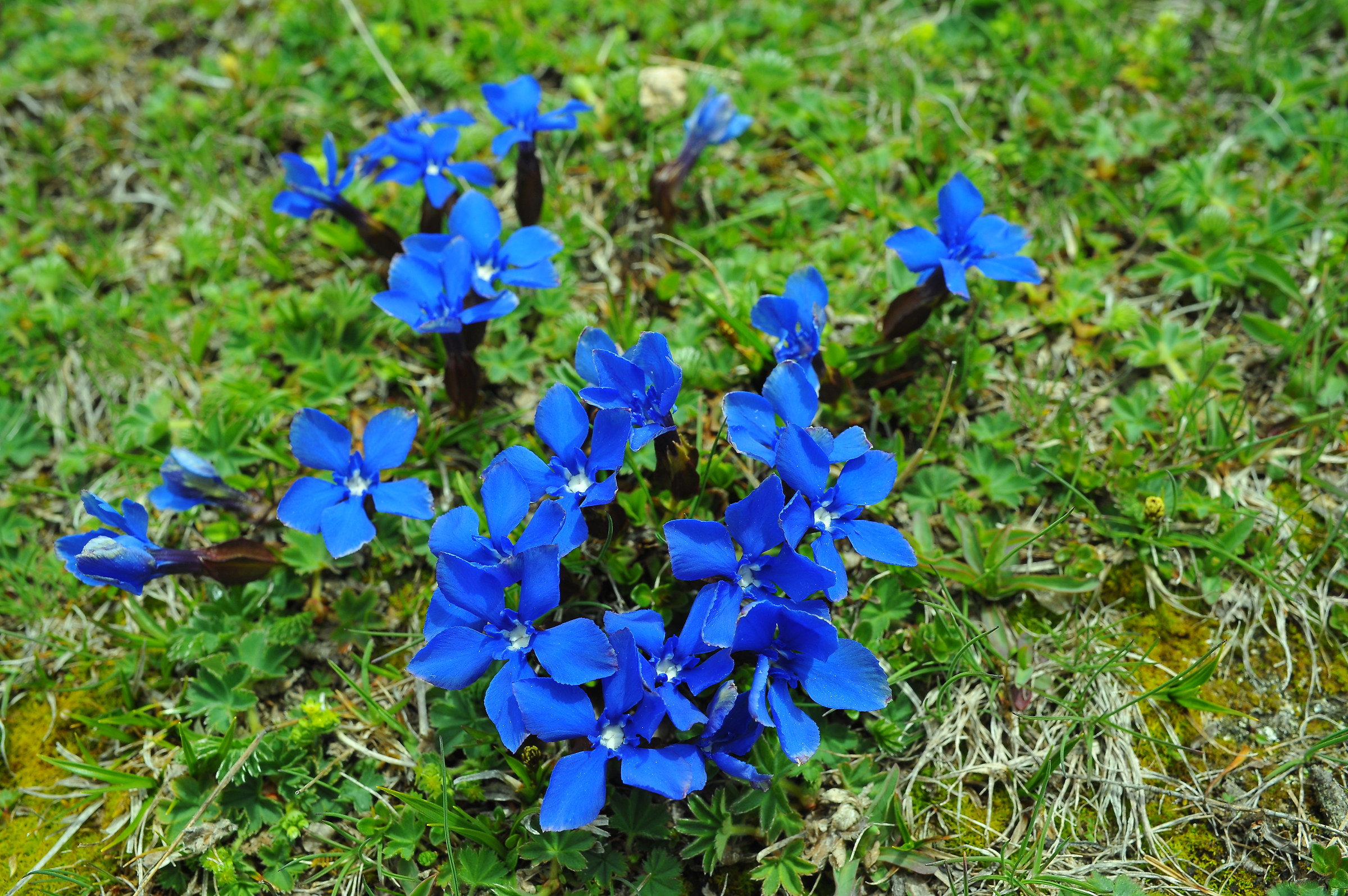 gentiana verna -  genzianella