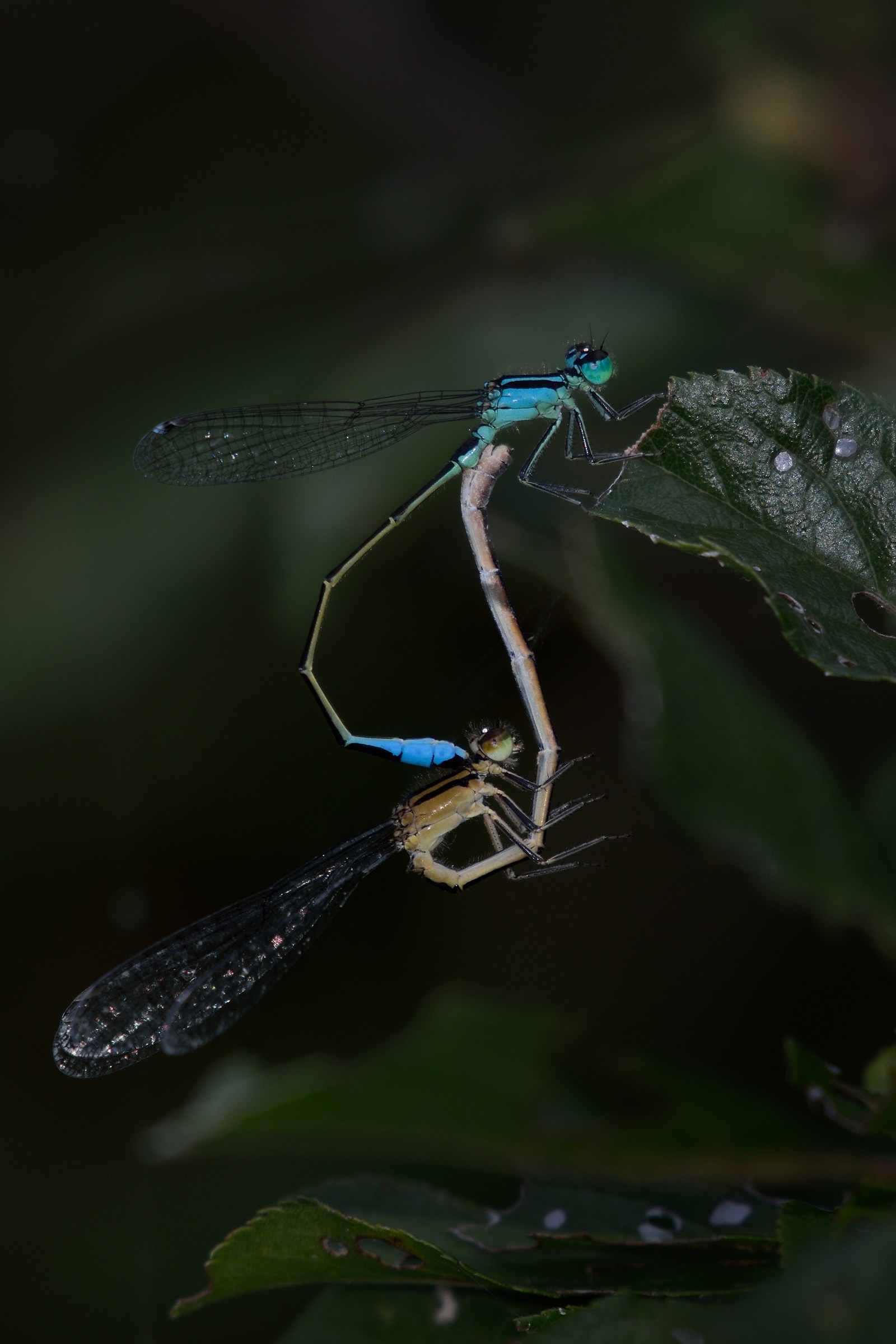 Damsels in love ...
