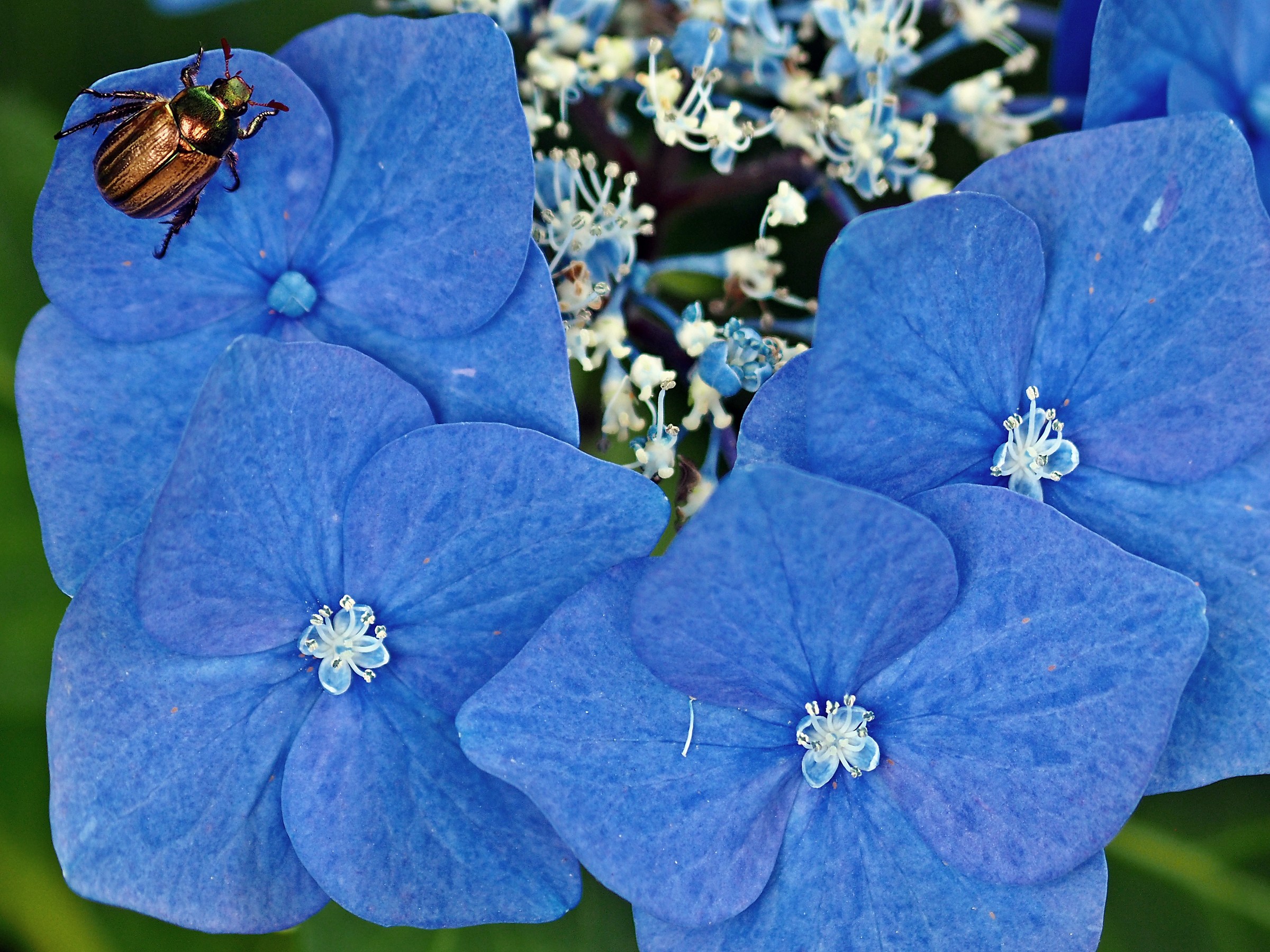 Coleottero giapponese su ortensia