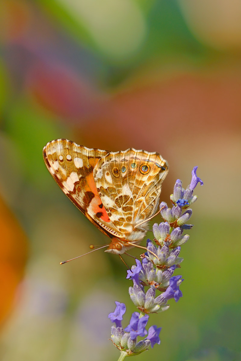 Farfalla multicolor...