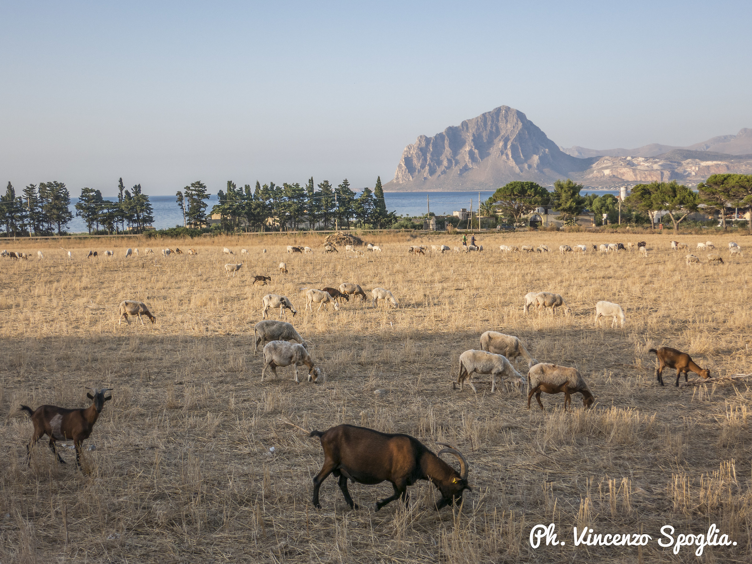 Caprette che pascolano nell'erba secca ...