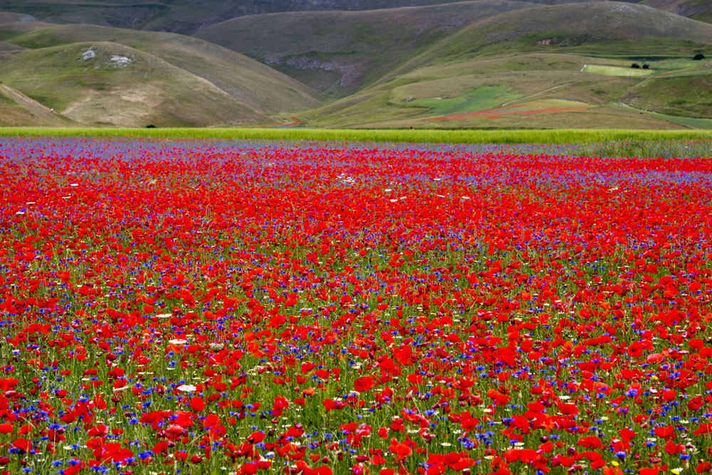 The red Castelluccio