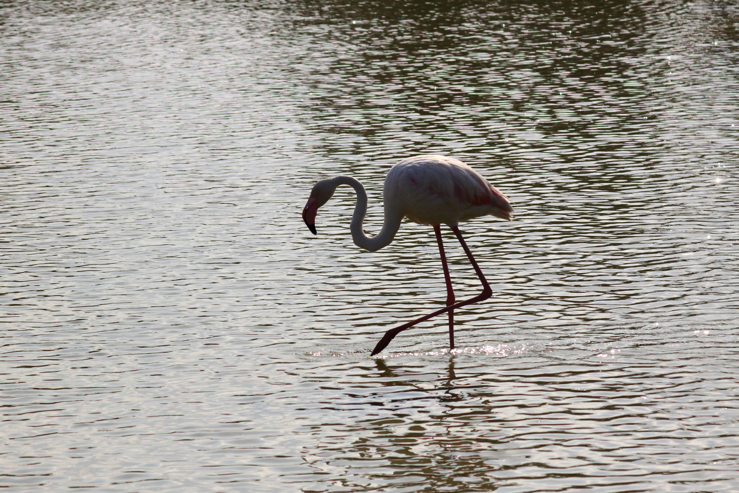 lone flamingo