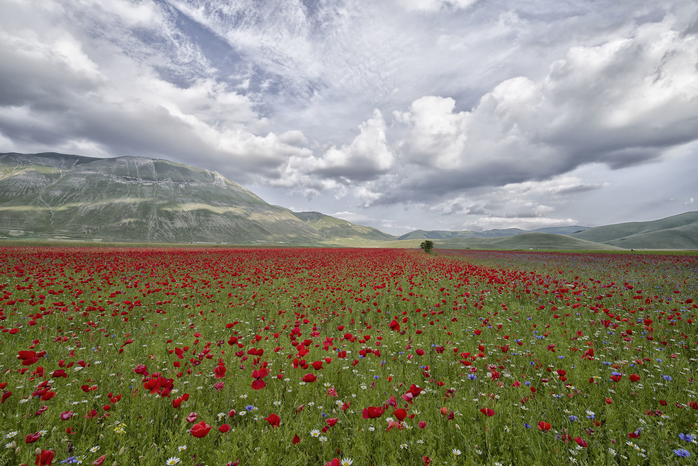 Landscape flourished castelluccio