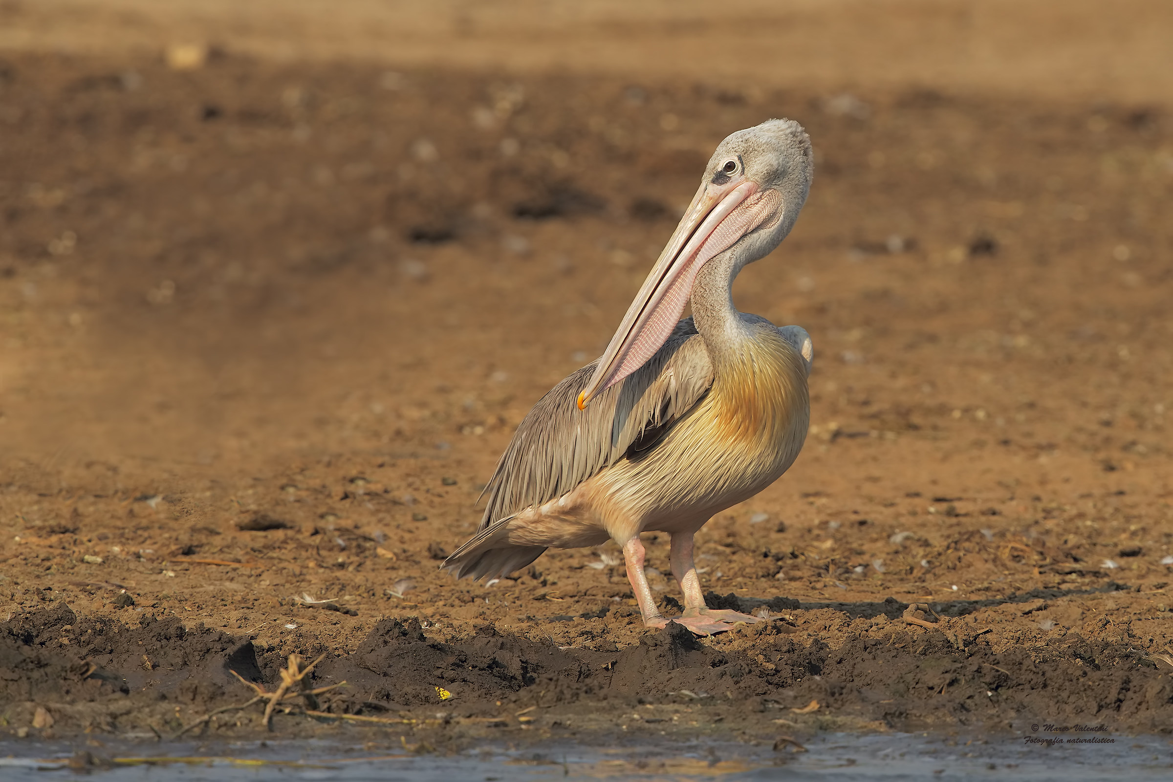 Pelican reddish