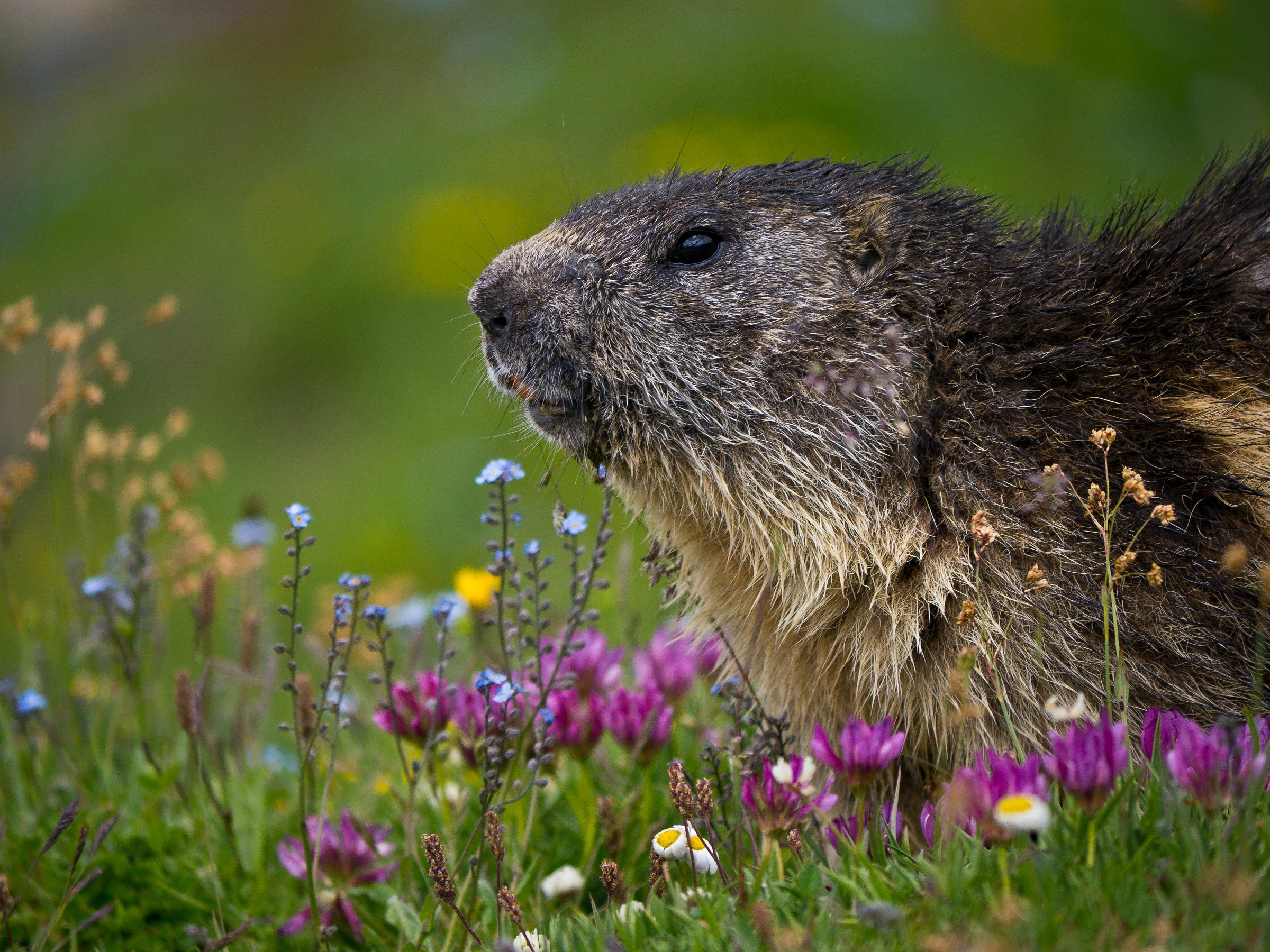 Sono bella come un fiore !!