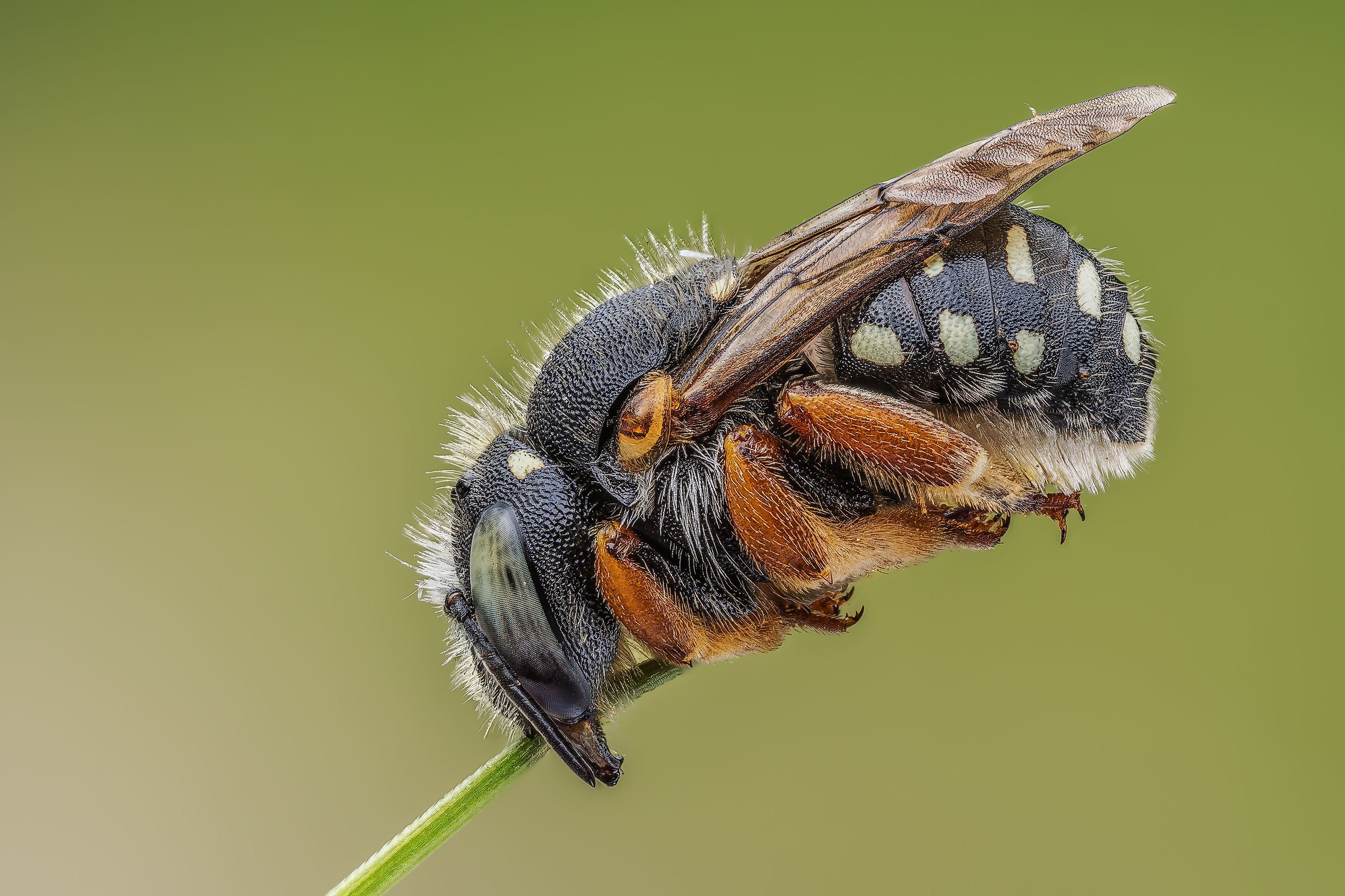 Anthidium punctatum