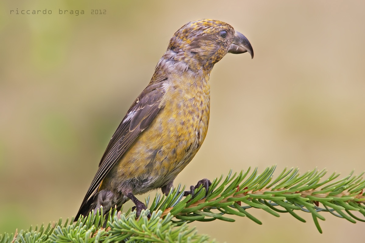 Crociere (Loxia curvirostra)