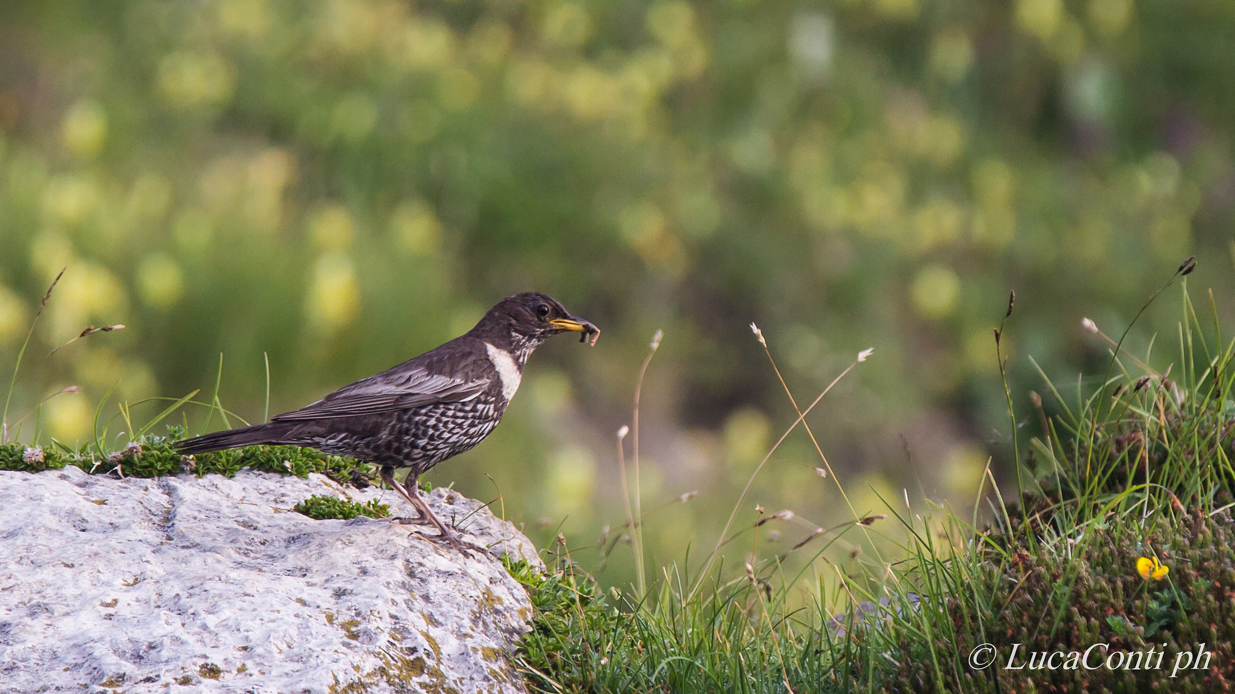 Ouzel (Valsassina)