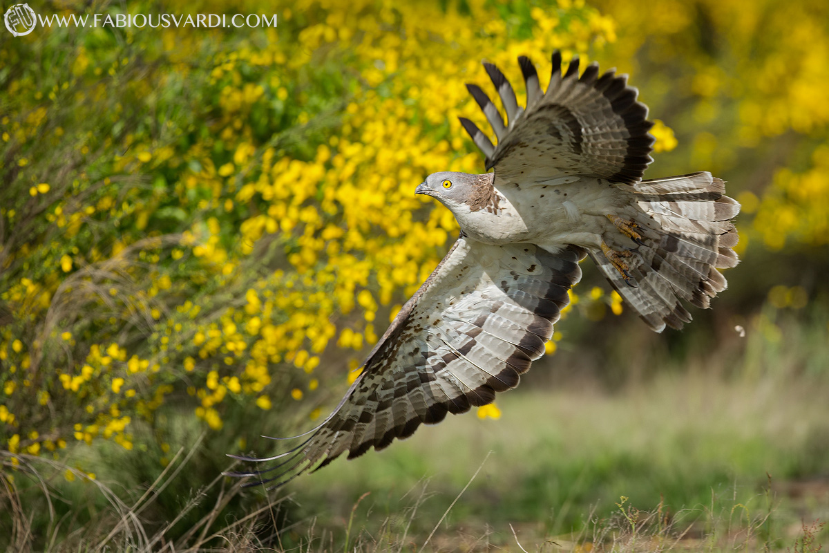 Pernis apivorus (Honey Buzzard, male)