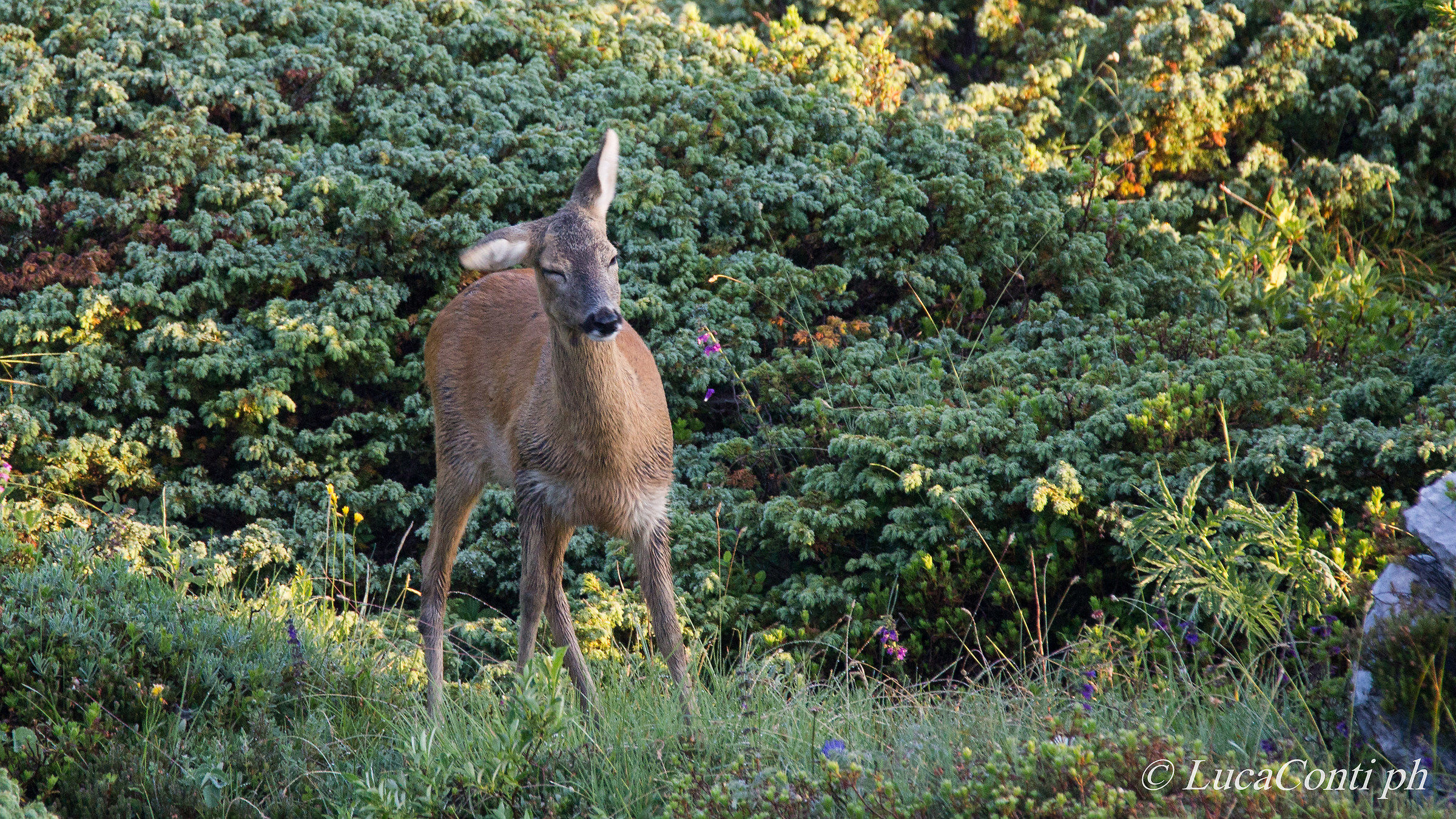 Capriolo (Valsassina)