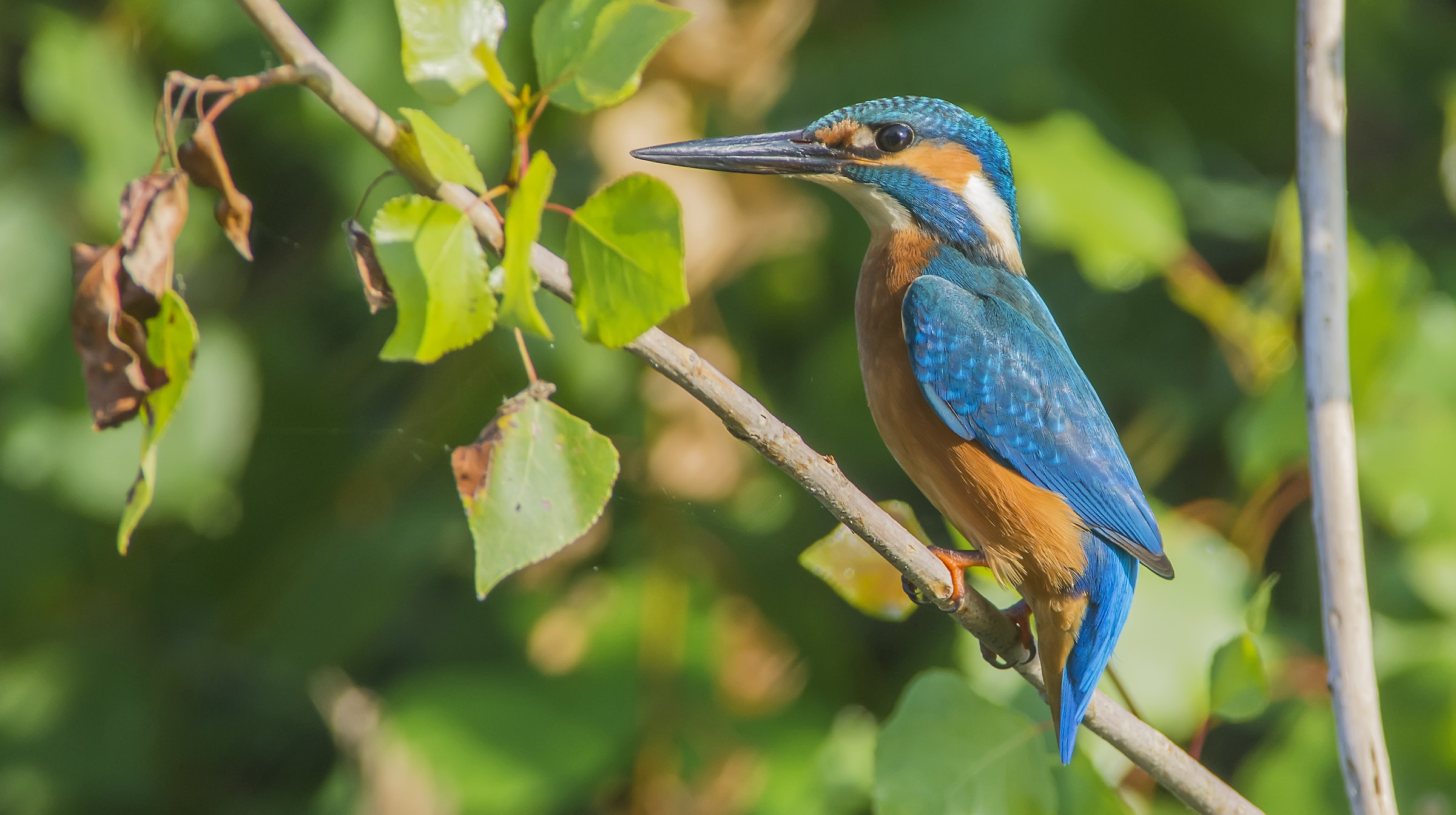 Kingfisher