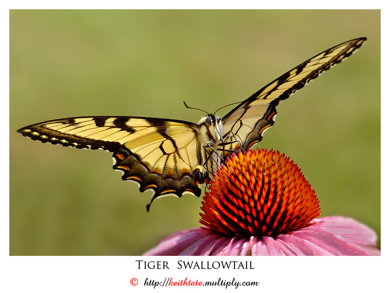 Tiger Swallowtail