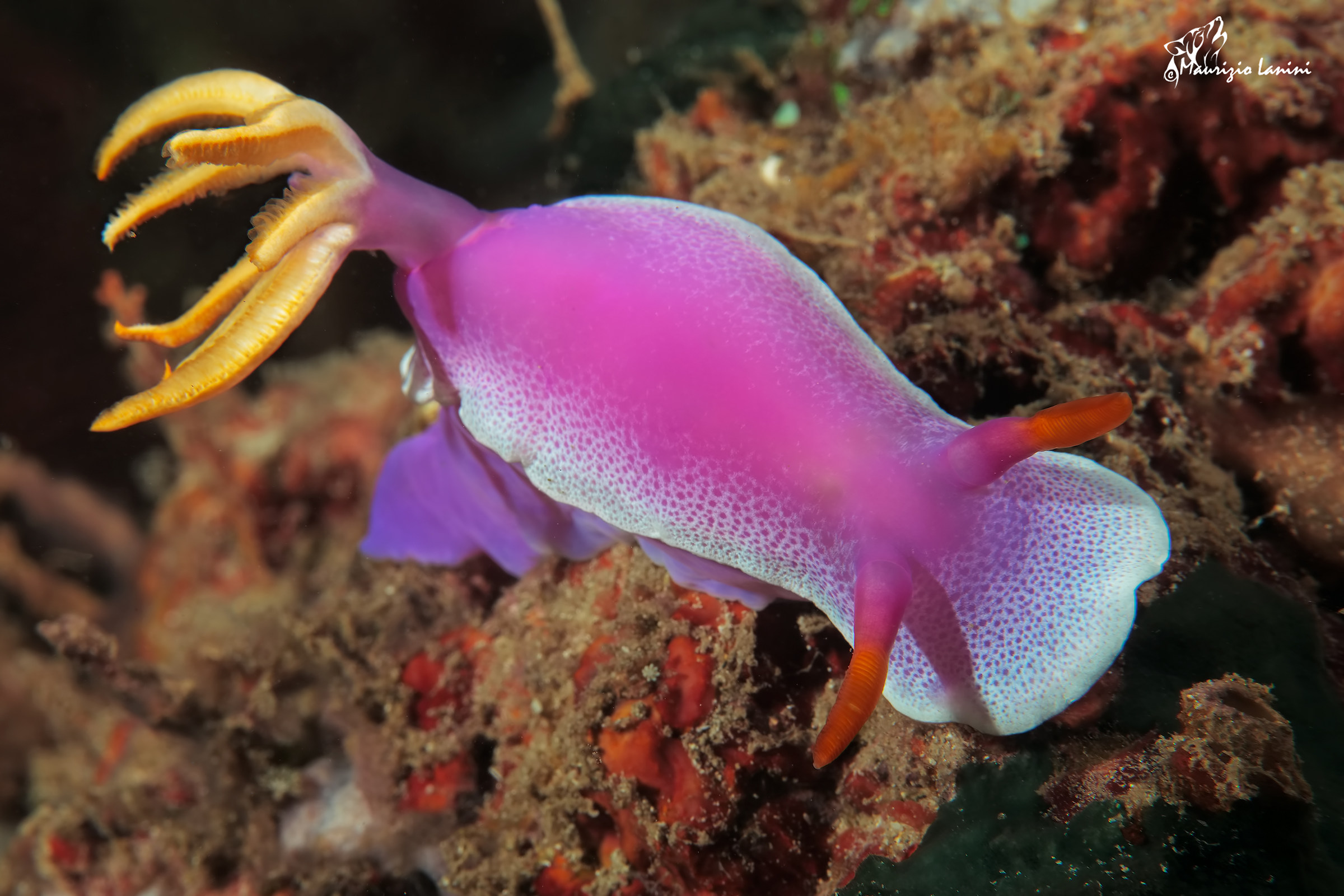Nudibranch (HD)