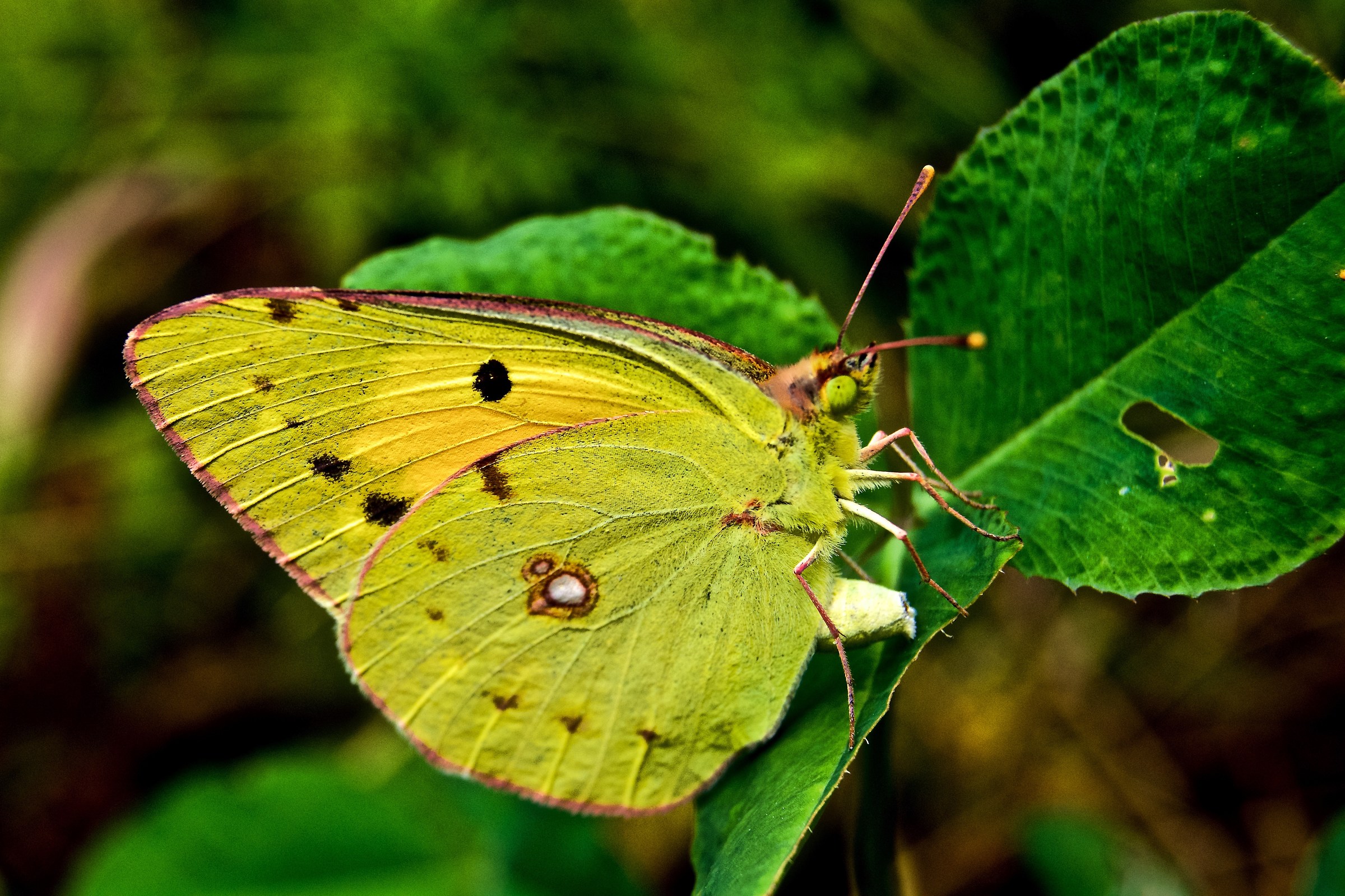 Colias crocea
