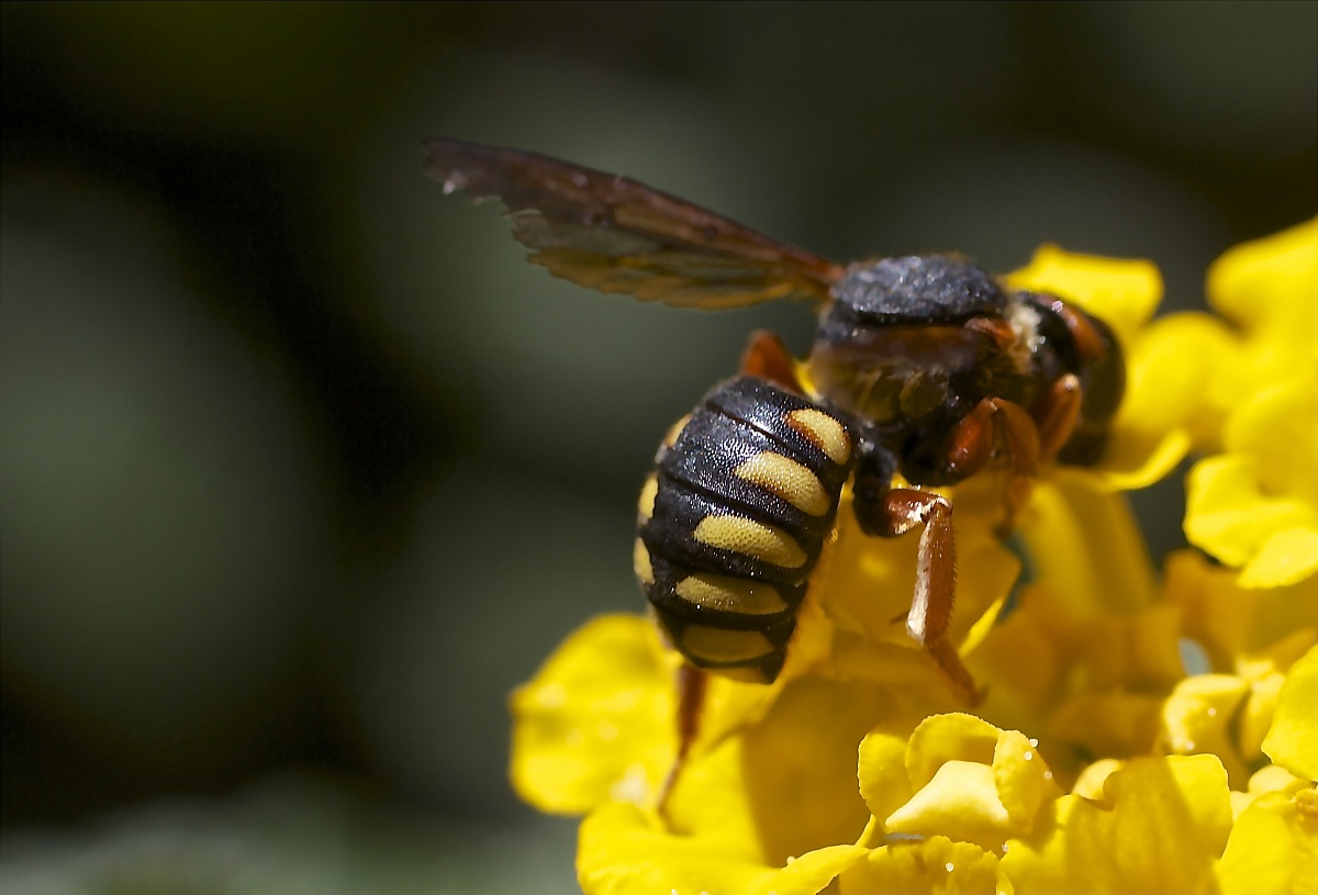 ... dolce si ma con l'armatura ...