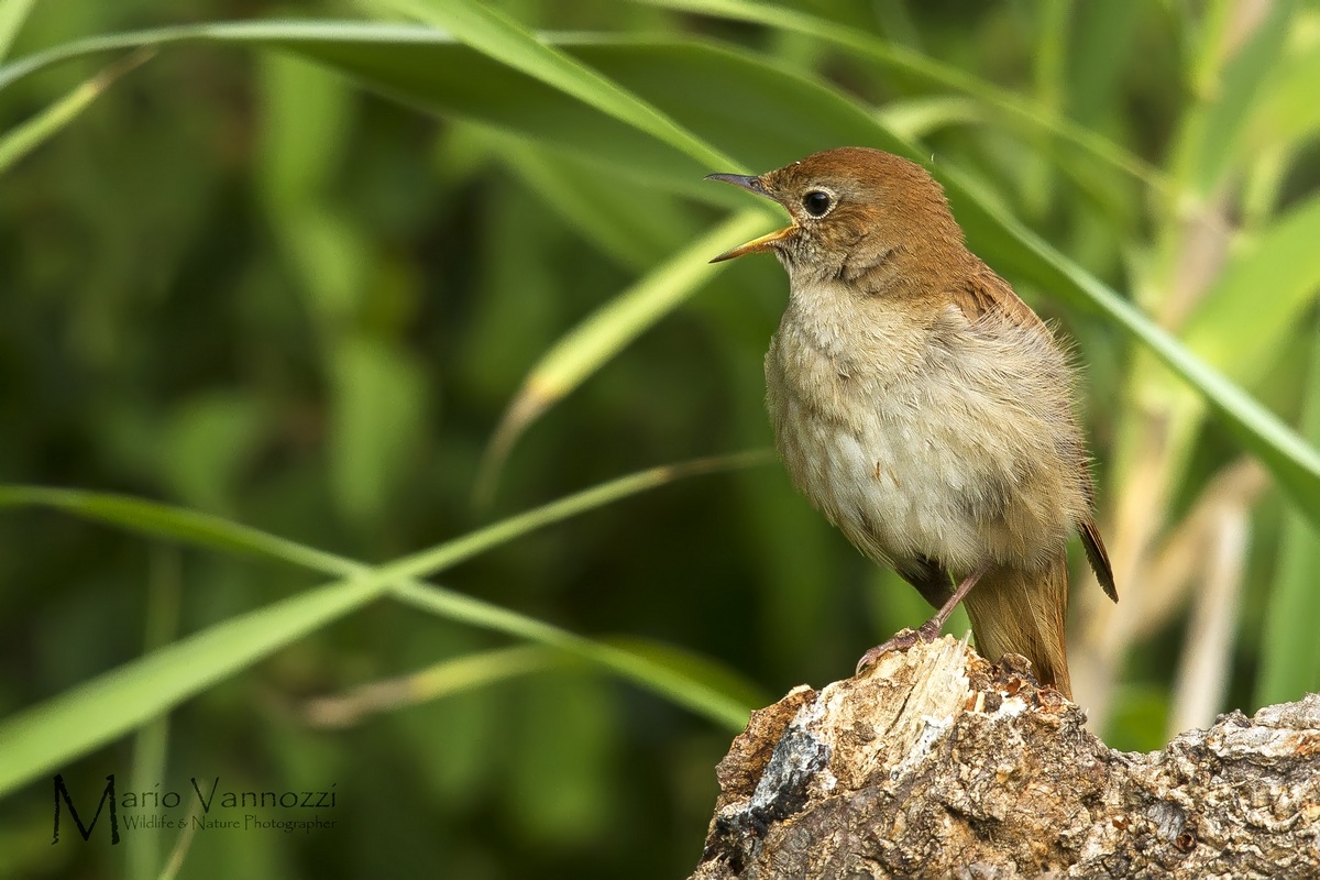 Il canto del giovane Usignolo