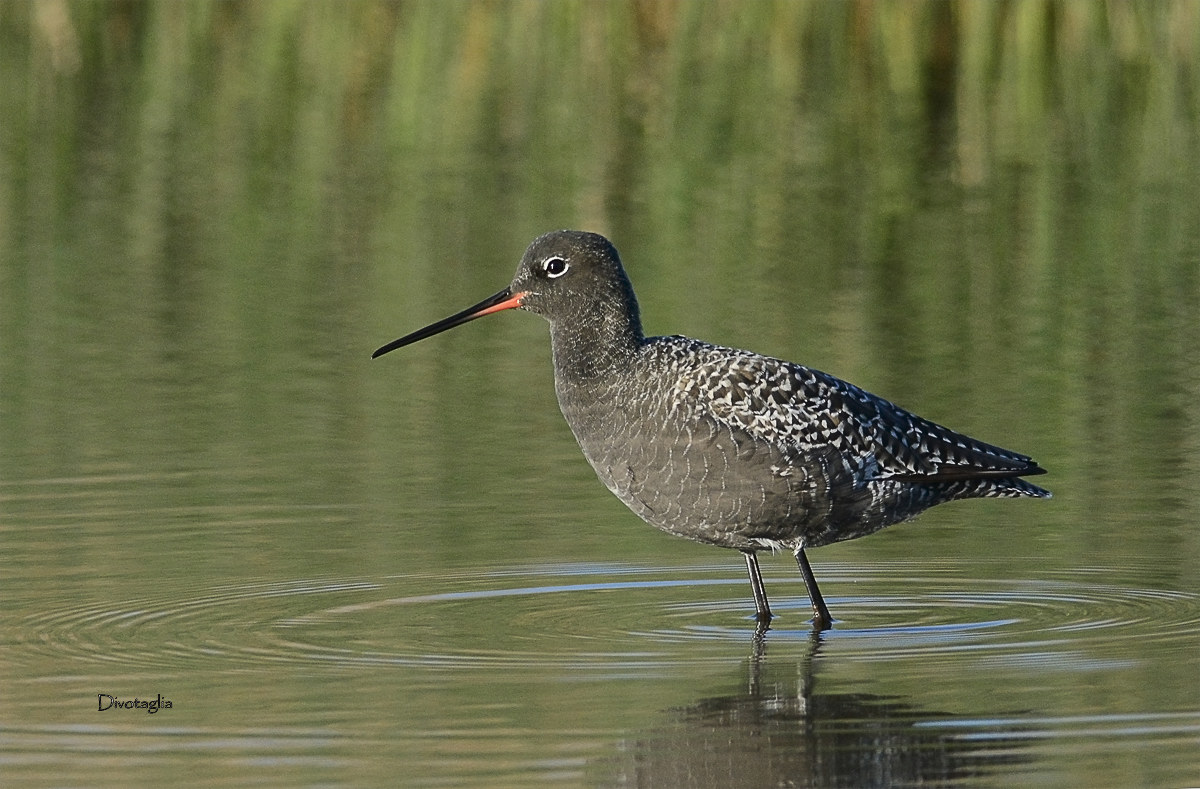 Spotted Redshank
