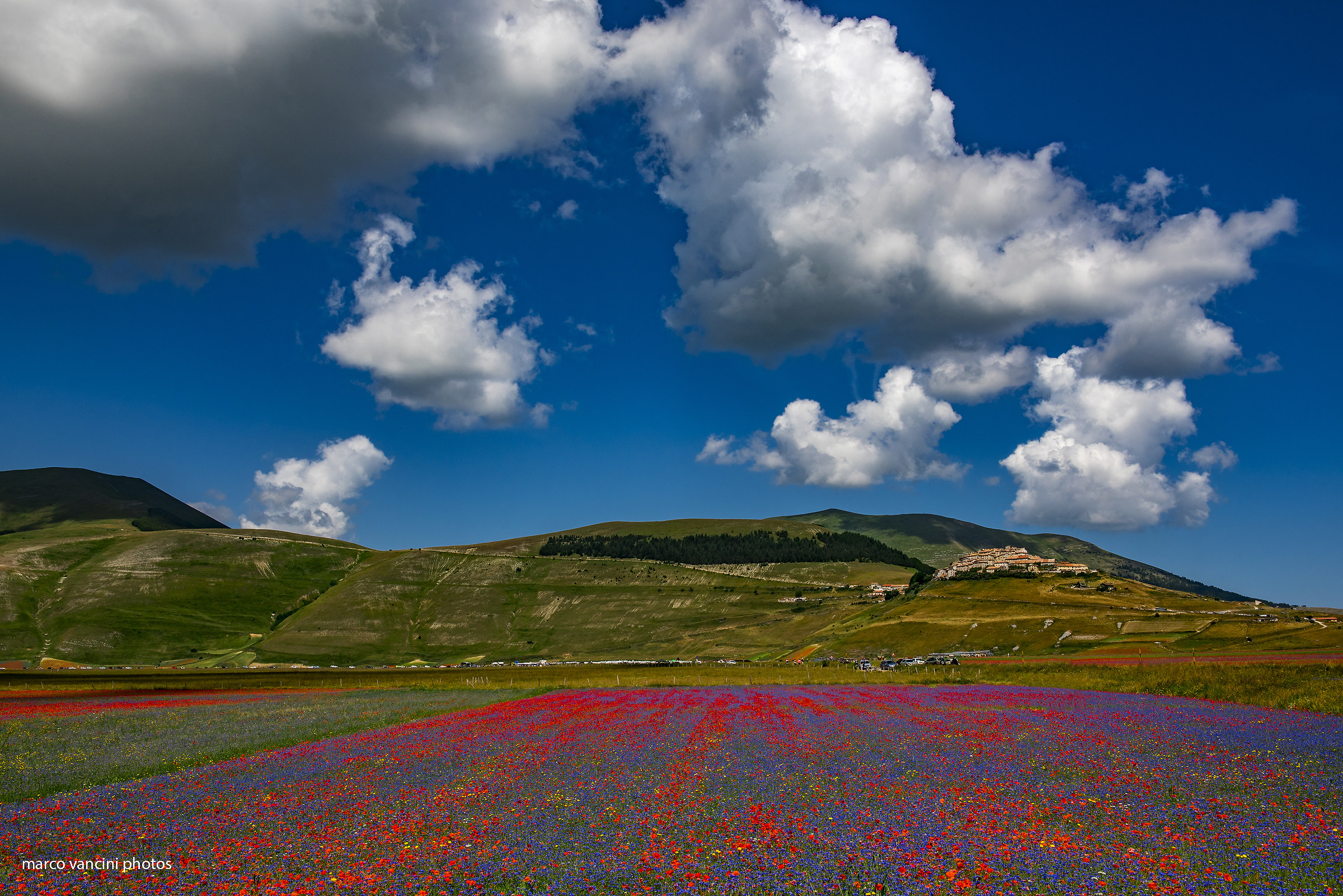 I fiori di Castelluccio