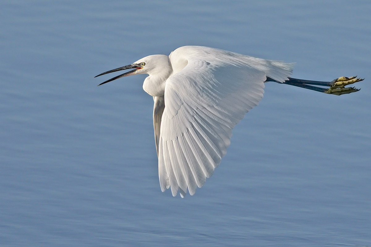 egret