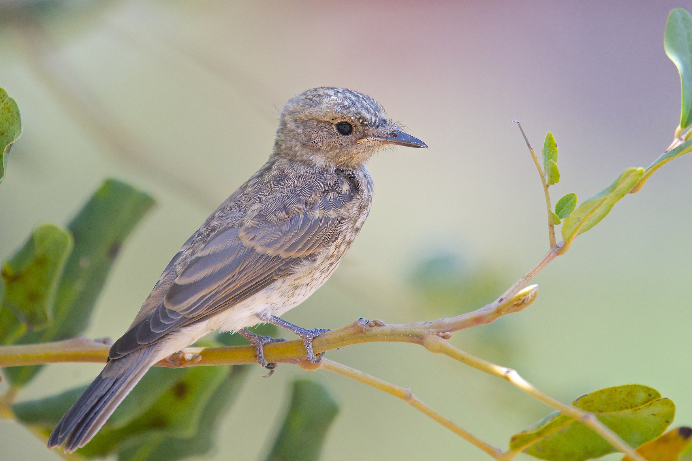 Giovane pigliamosche
