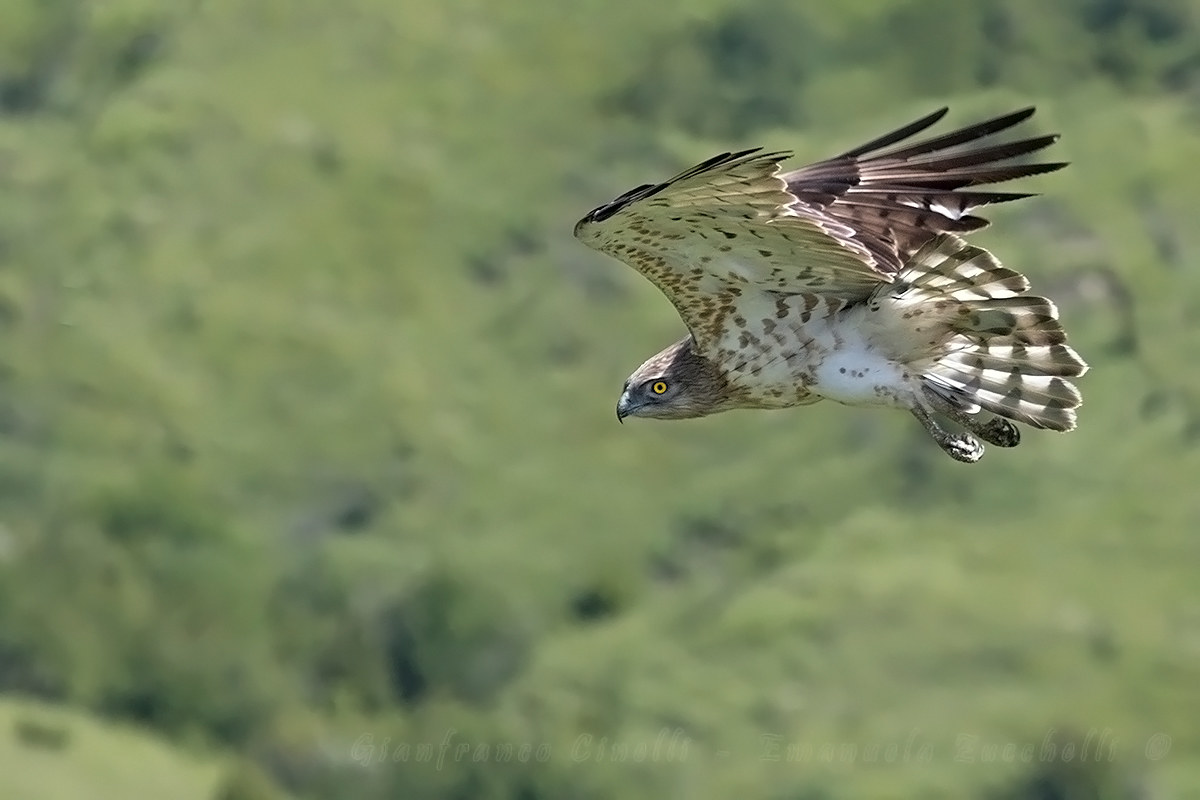 L'aquila dei serpenti...