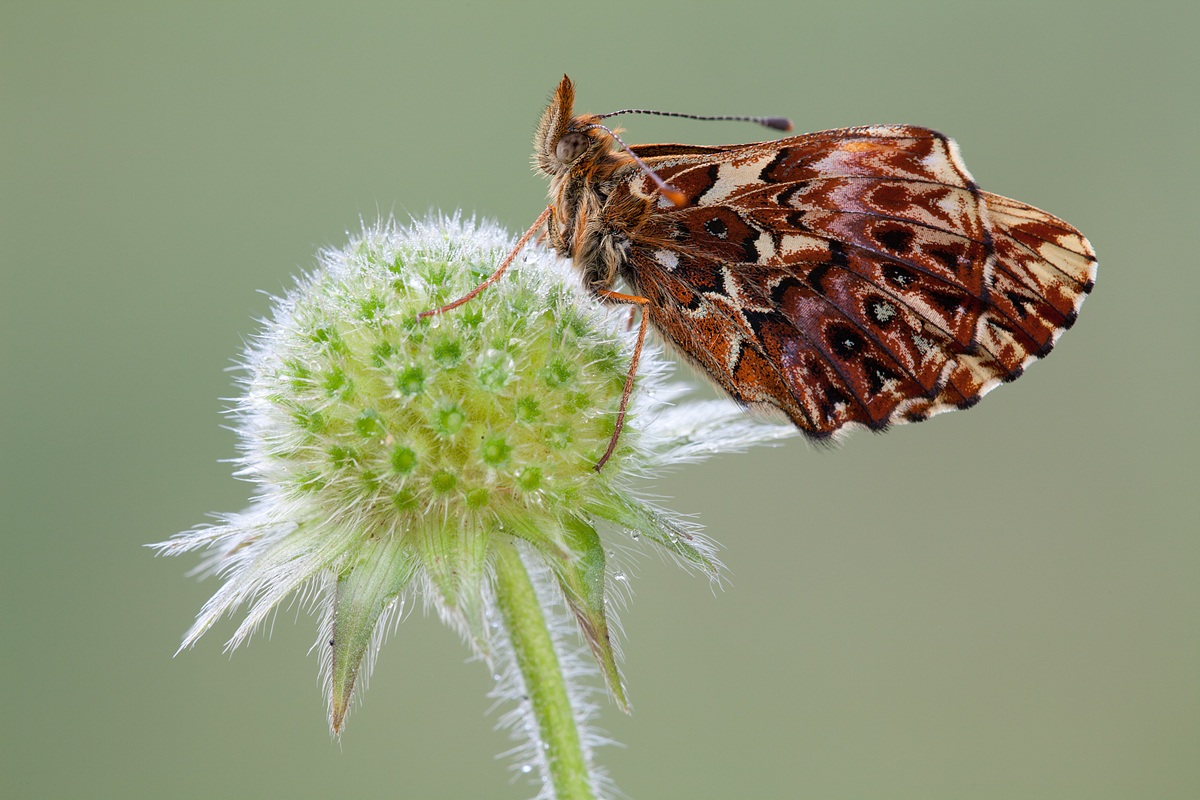 Boloria titania