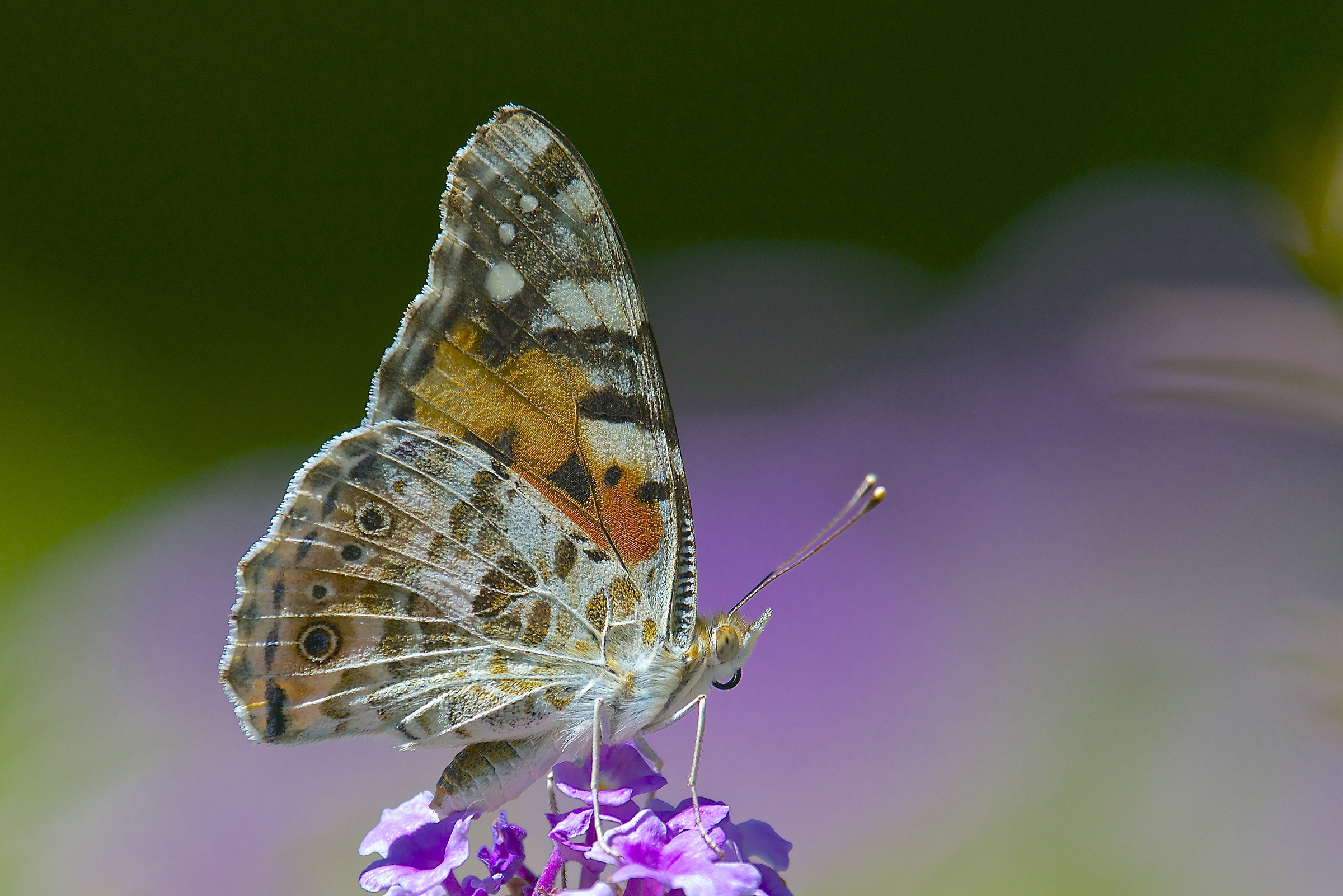 Vanessa cardui