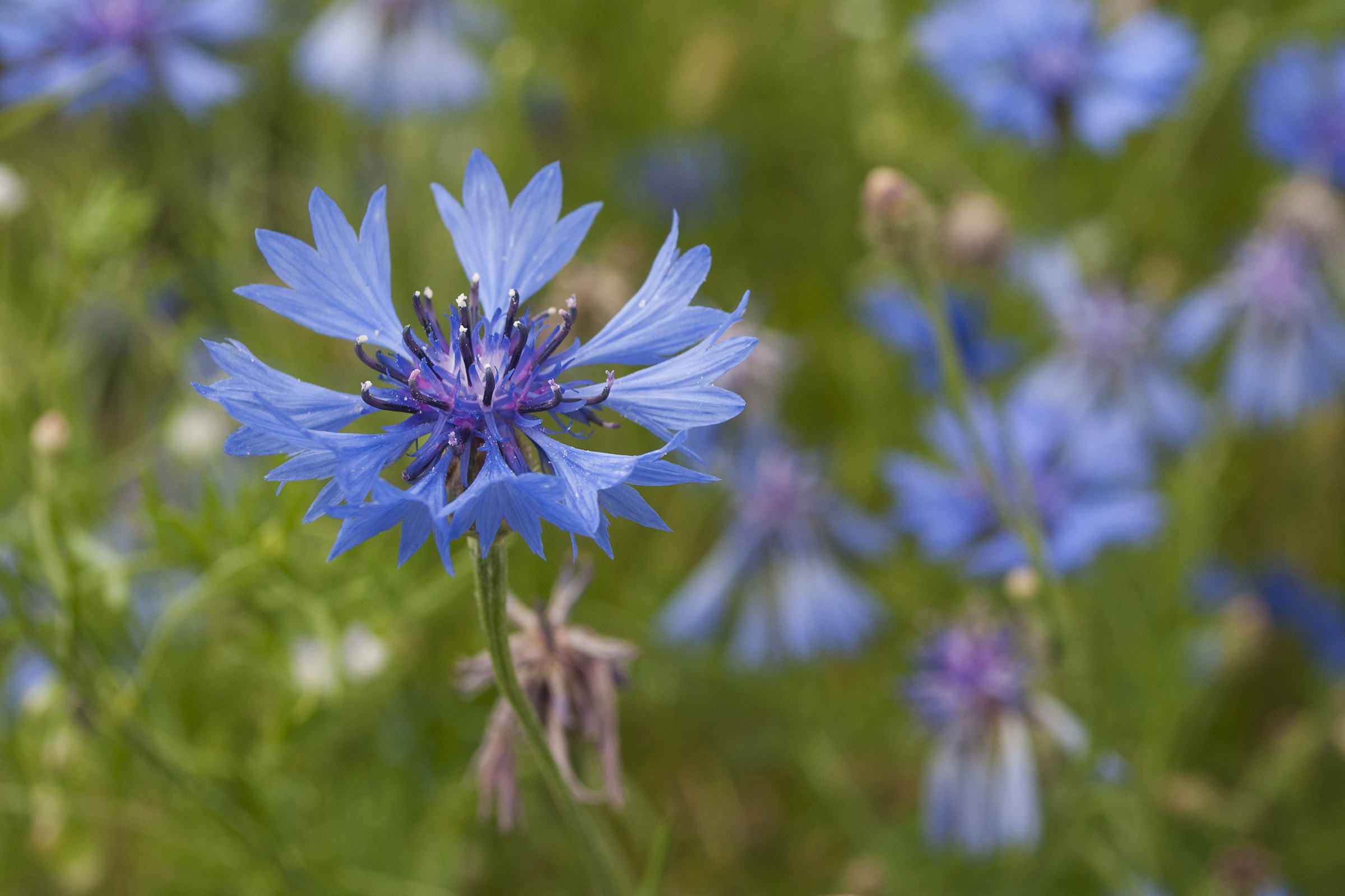 Fiordaliso, durante fioritura Castelluccio di Norcia