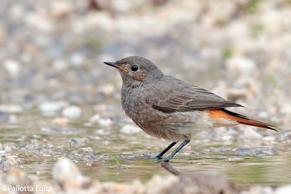 Codirosso spazzacamino (Phoenicurus ochruros)
