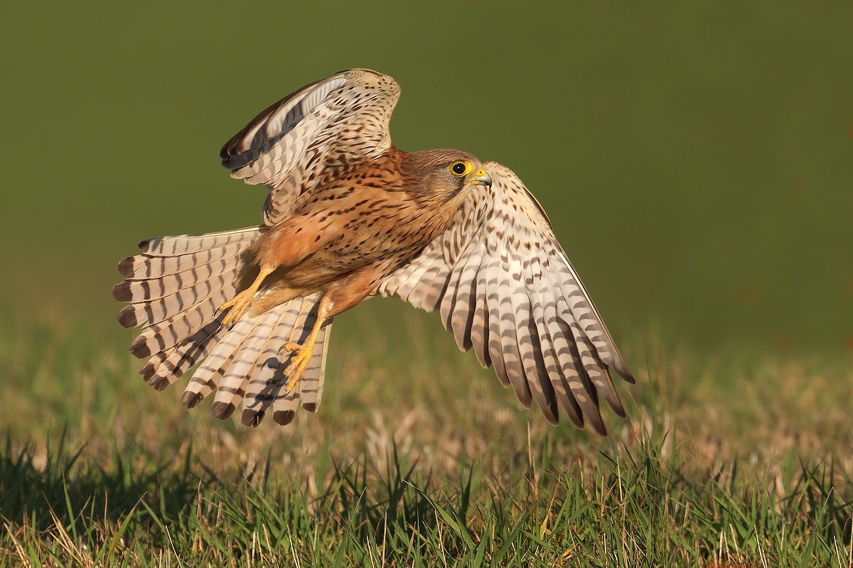 lo stacco del gheppio