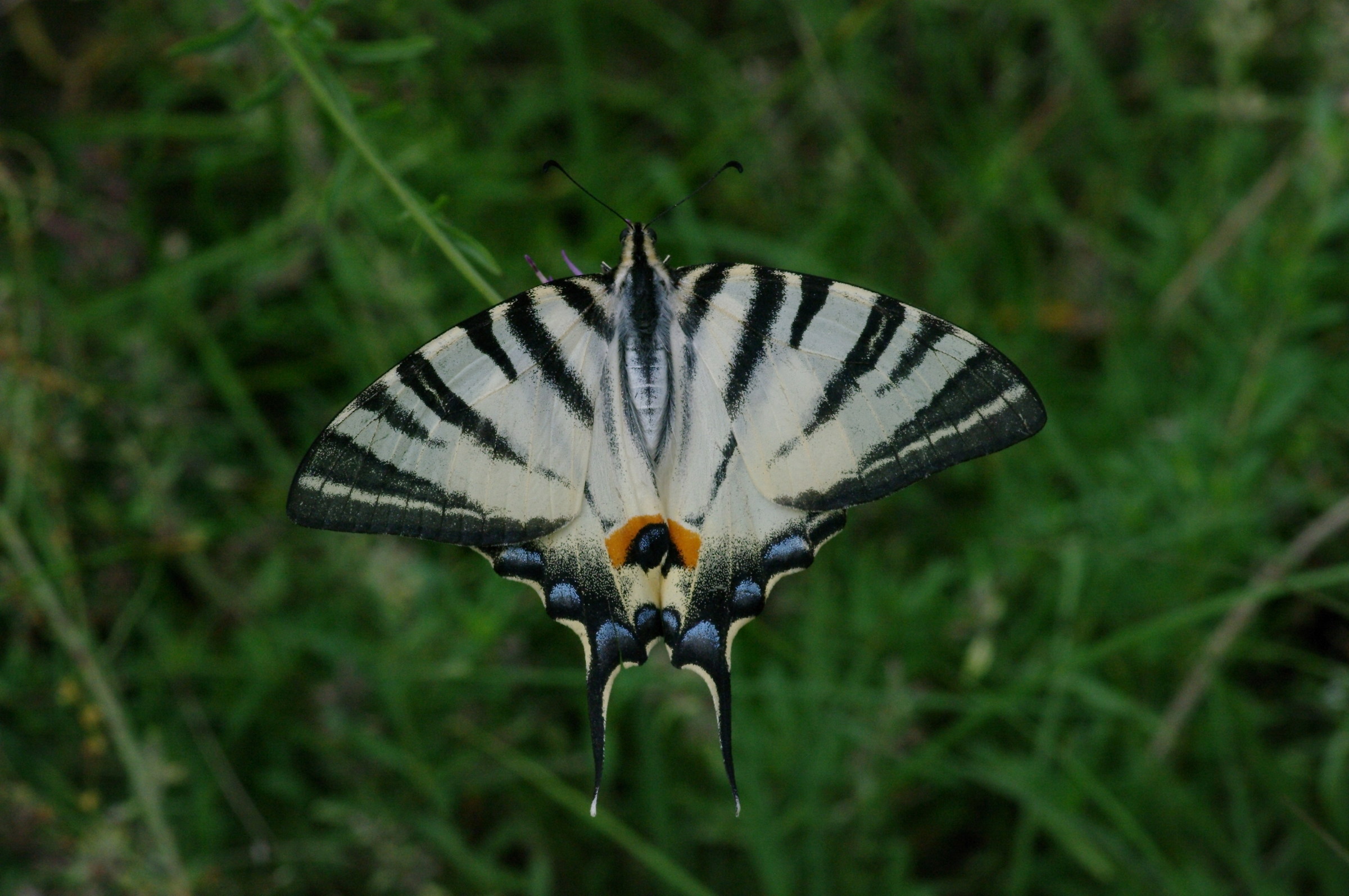 Iphiclide Swallowtail
