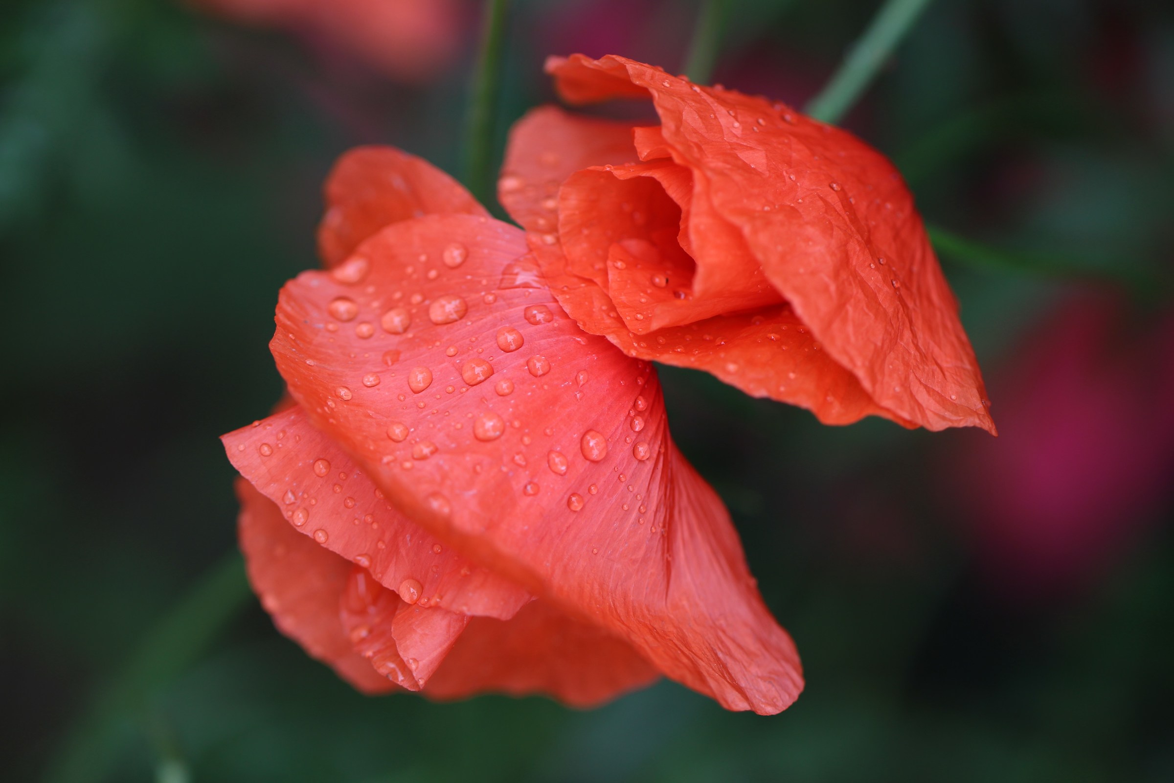 La pioggia sui papaveri