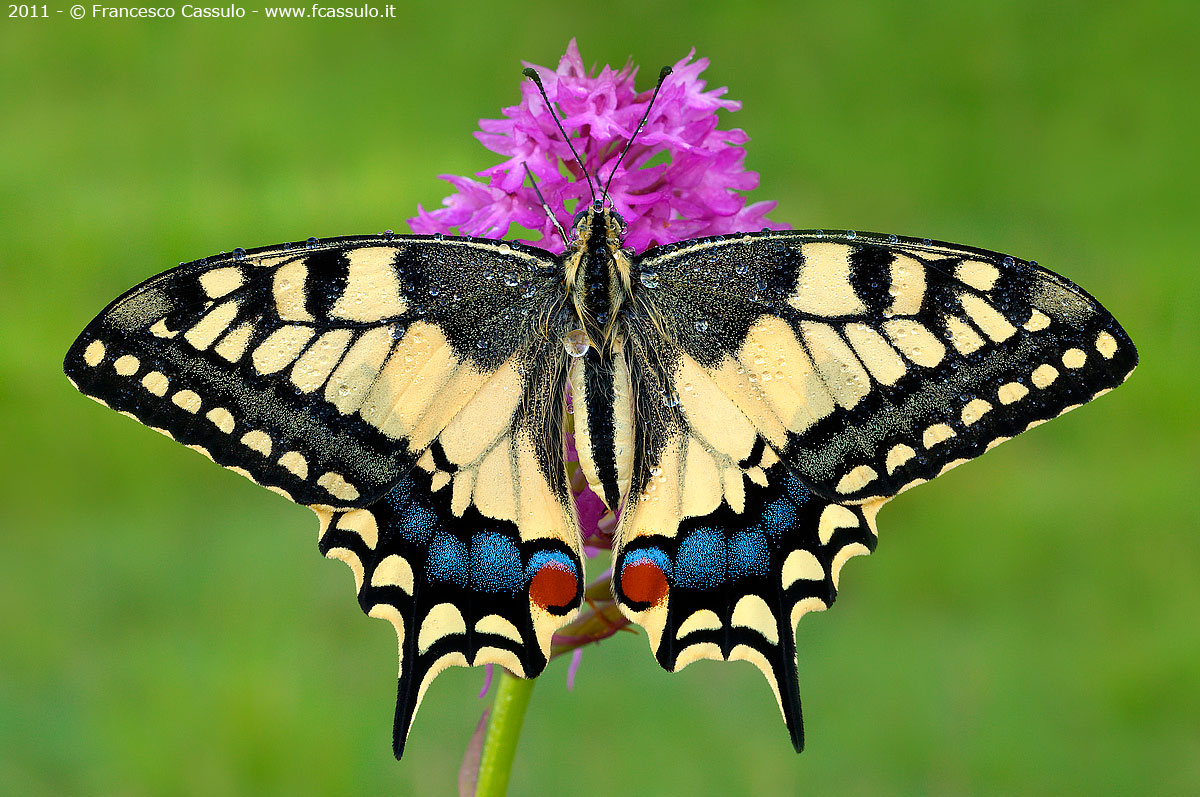 Papilio machaon