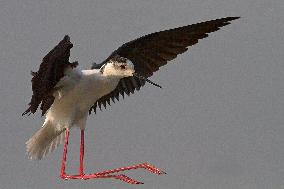 Himantopus himantopus, maschio adulto