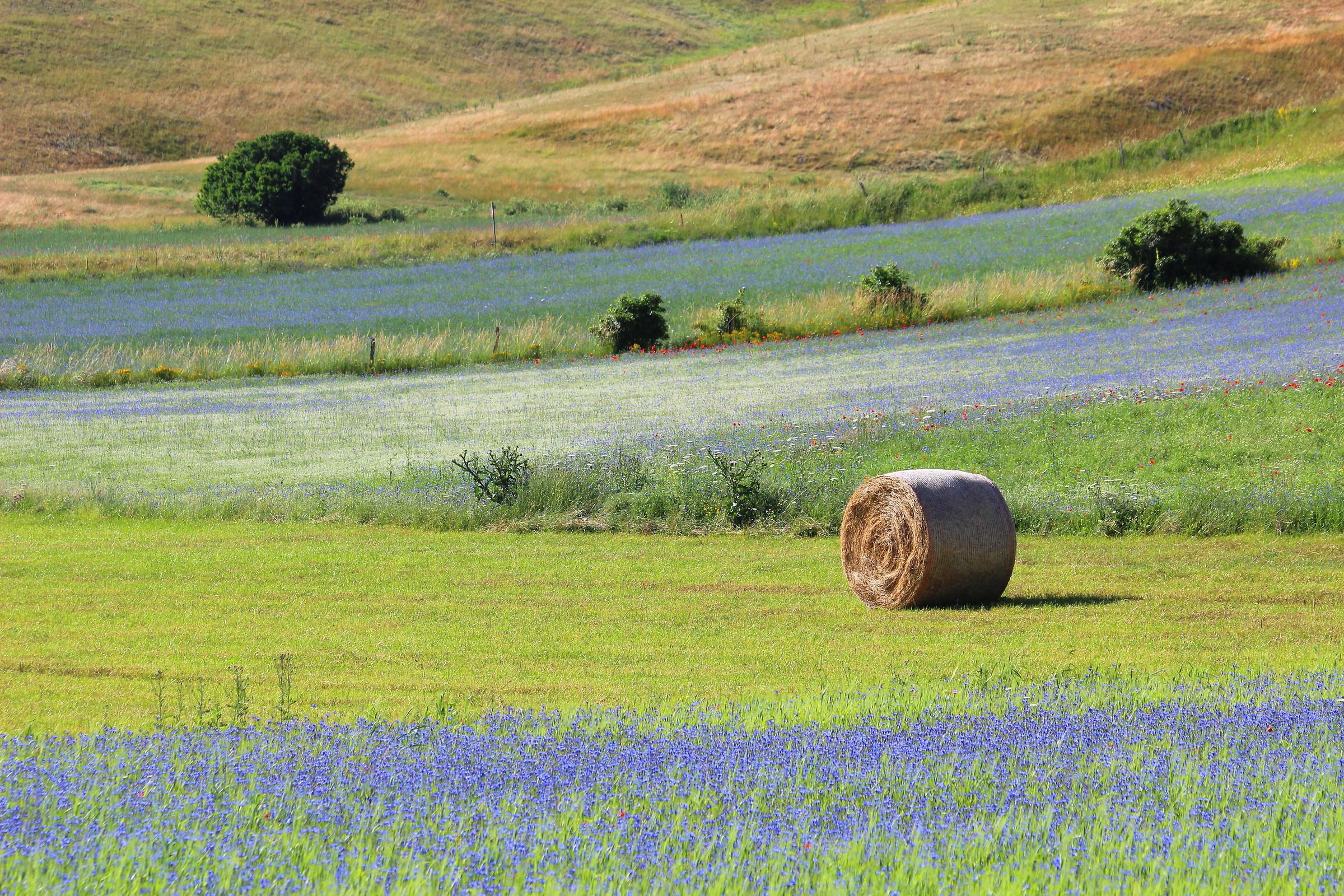Bales and colors ...