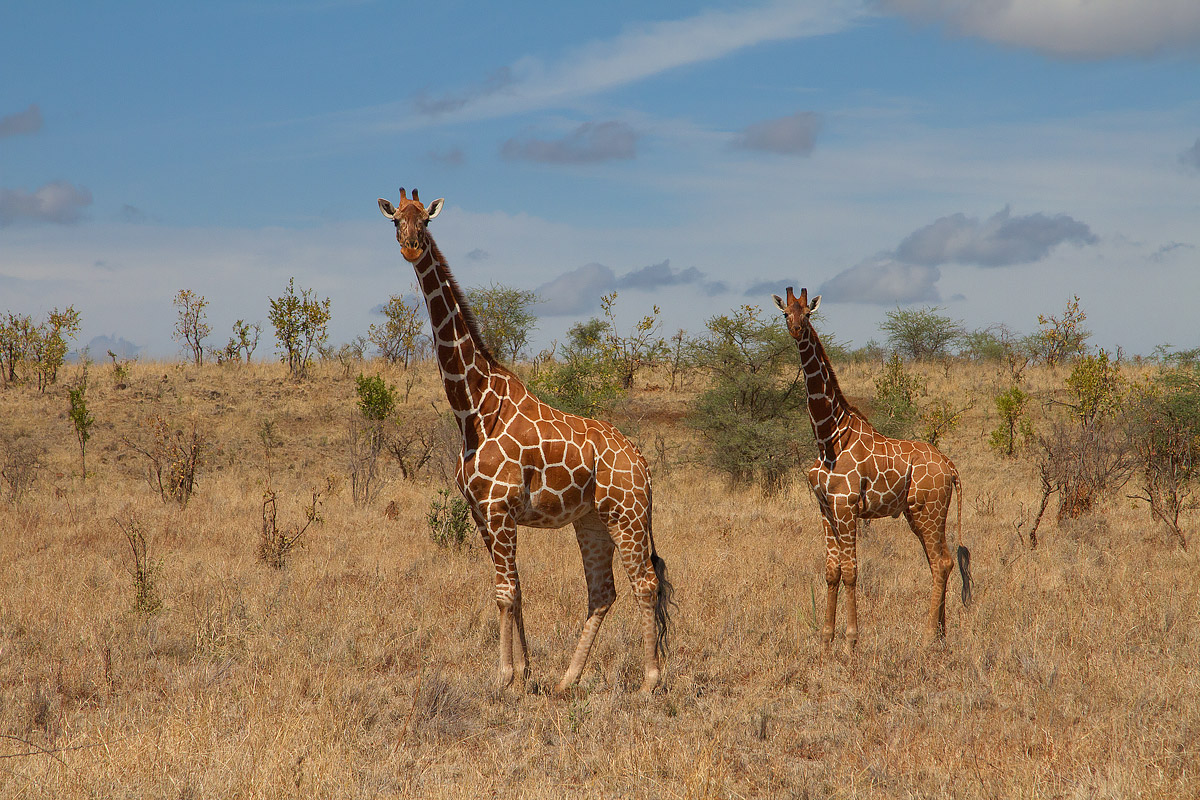 Giraffe, femmina e figlio
