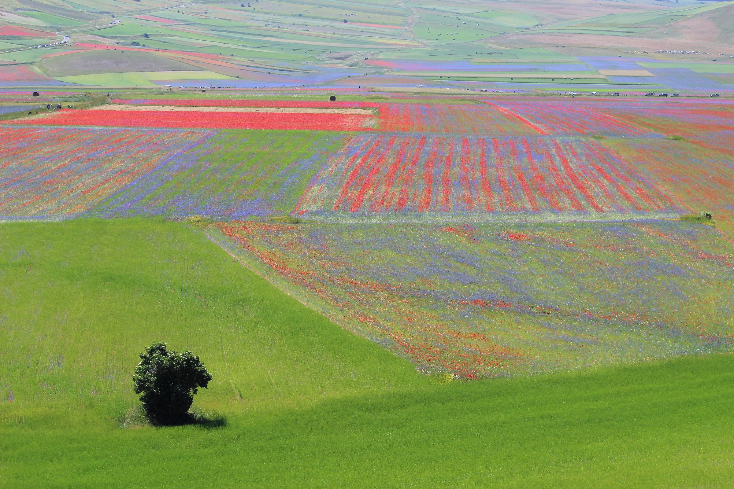 Color in Castelluccio ...