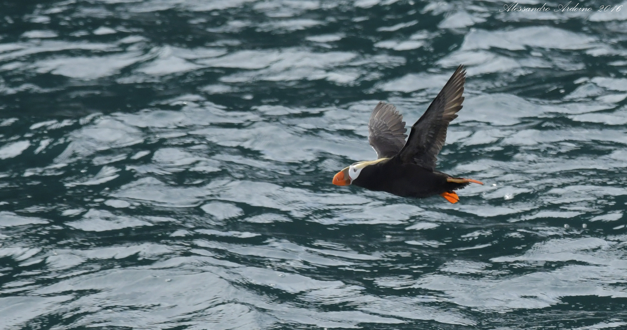 Puffin crested ...