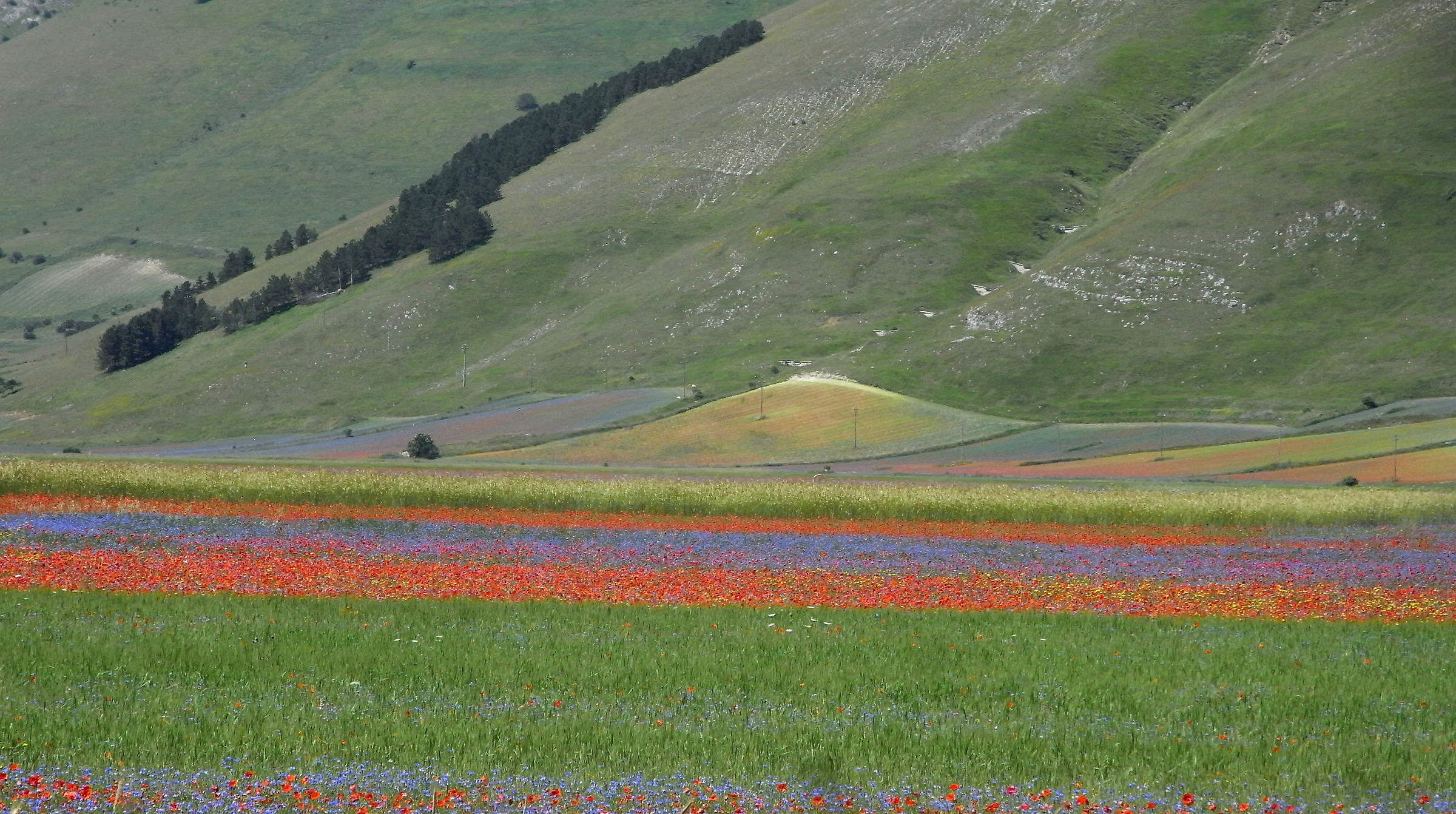 Castelluccio di Norcia 2016