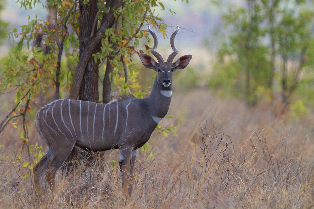 Lesser Kudu. Kudu minore maschio adulto