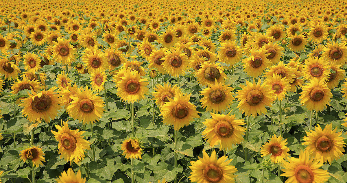 sunflowers