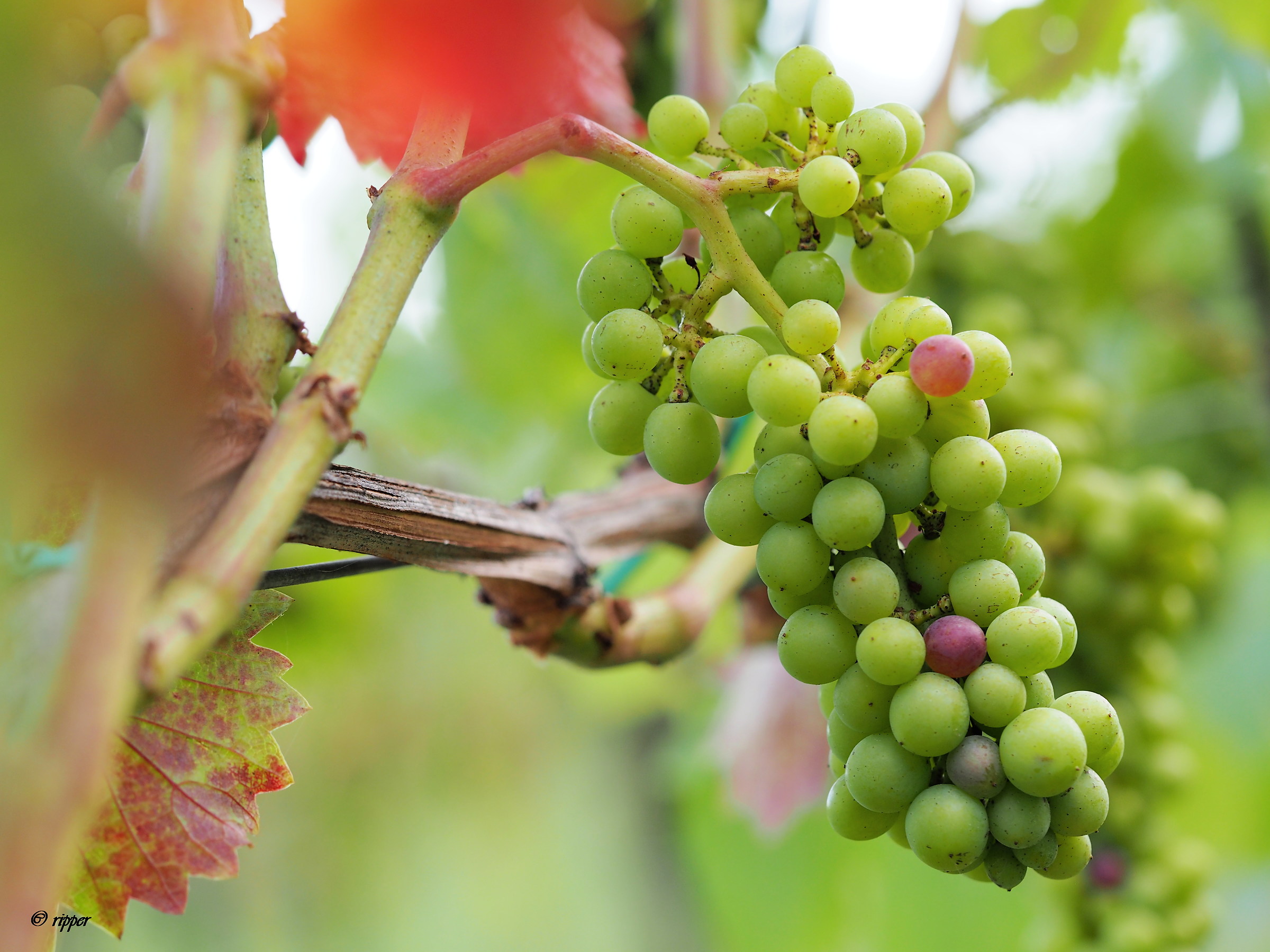 tra qualche giorno sarò tutto colorato