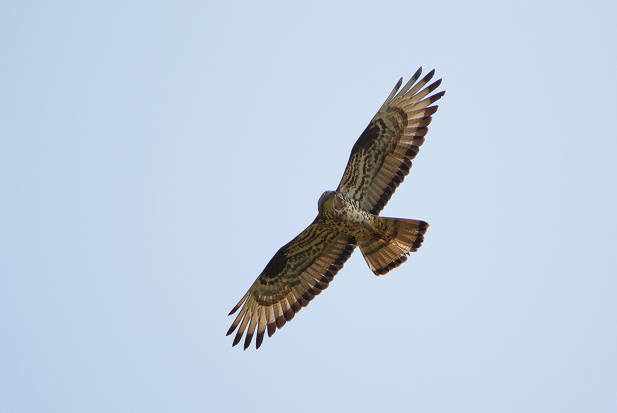 Buzzard