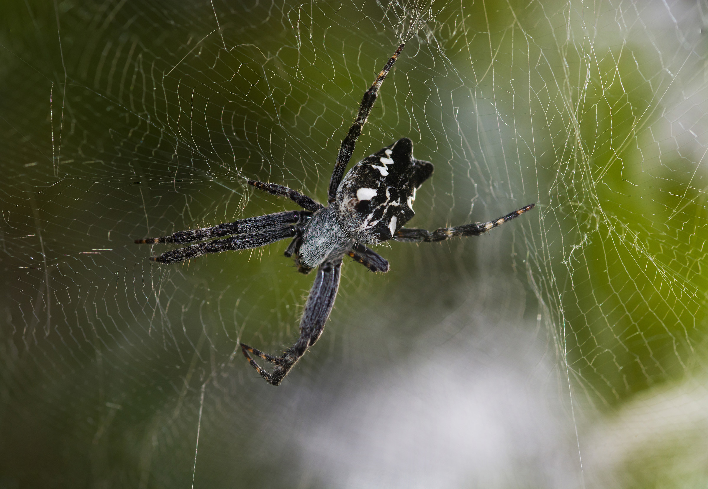 Do not wake the sleeping Ragn